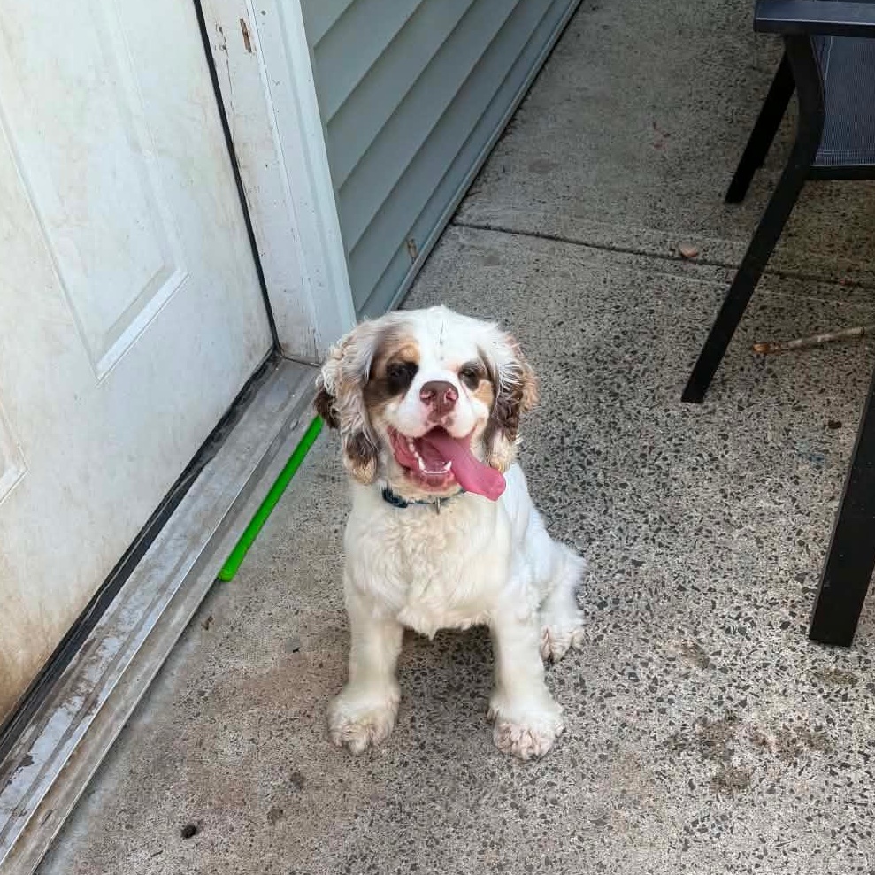 LEO (Massachusetts), adopted, Puppy Male Cocker Spaniel.