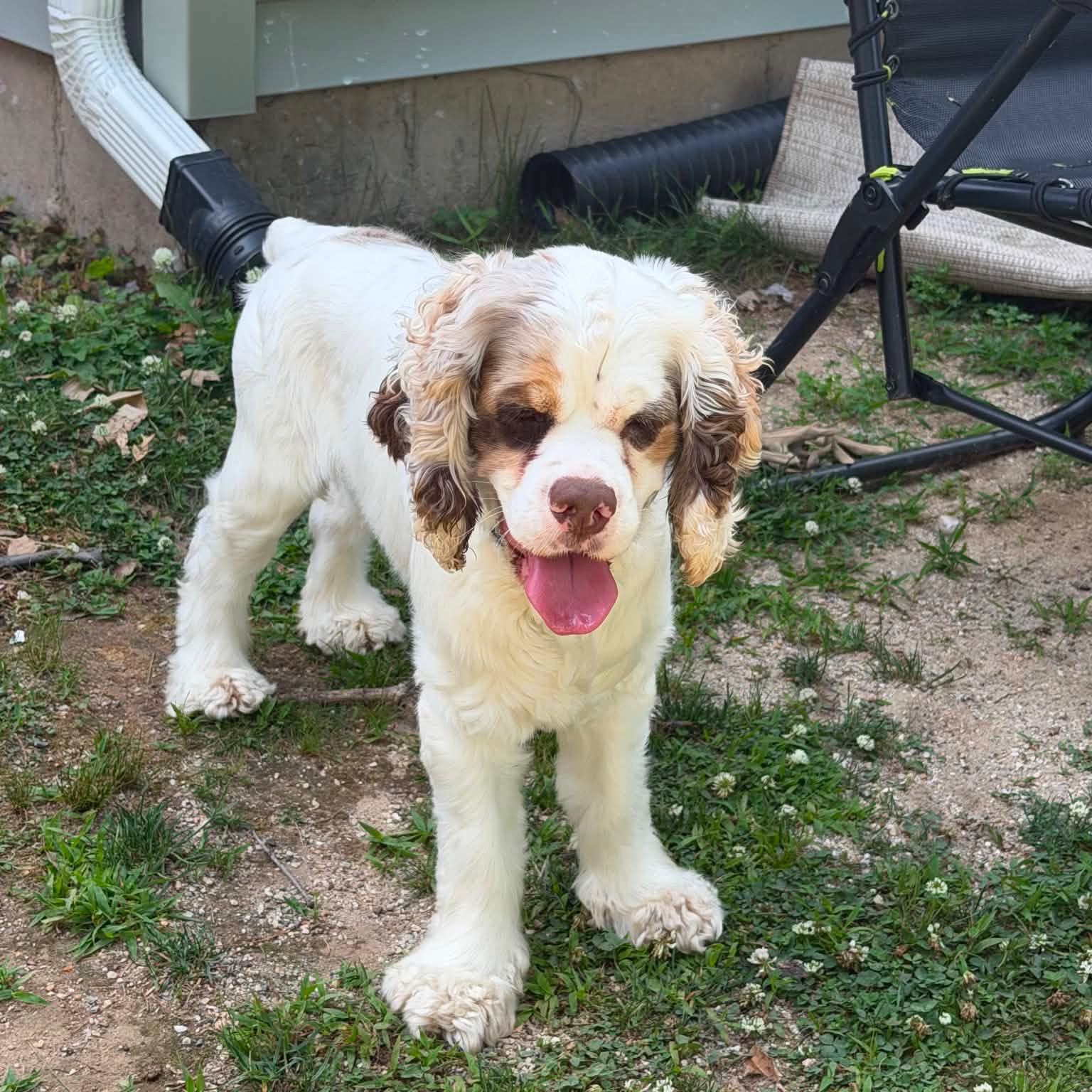 Enlarge LEO (Massachusetts), an adopted Cocker Spaniel in New York, NY image 2/3