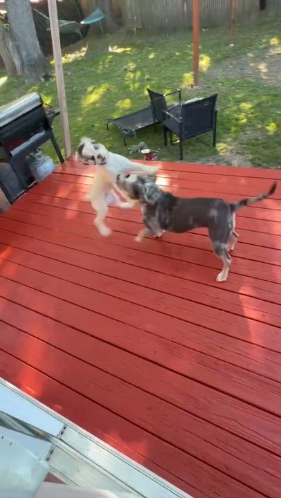 Enlarge LEO (Massachusetts), an adopted Cocker Spaniel in New York, NY video 3/3
