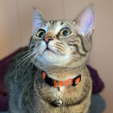 Mandrake, Adoptable, Young Male Domestic Short Hair.