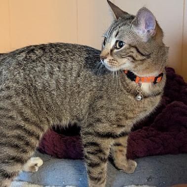 Mandrake, a Adoptable Domestic Short Hair in Johnstown, PA image 2/4