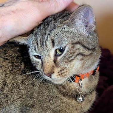 Mandrake, a Adoptable Domestic Short Hair in Johnstown, PA image 4/4