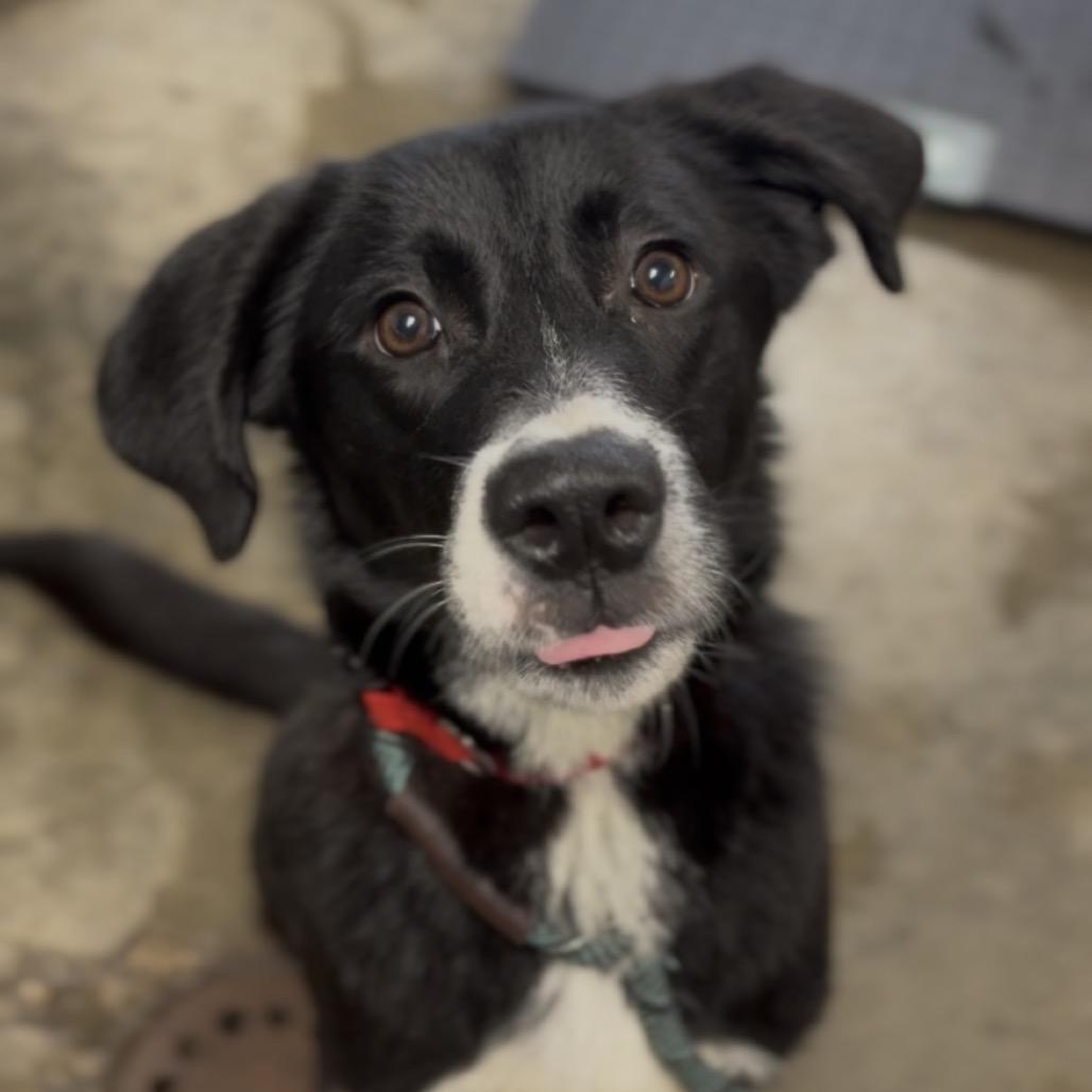 Enlarge Pippa, a Adoptable mixed breed in Independence, KS image 1/4