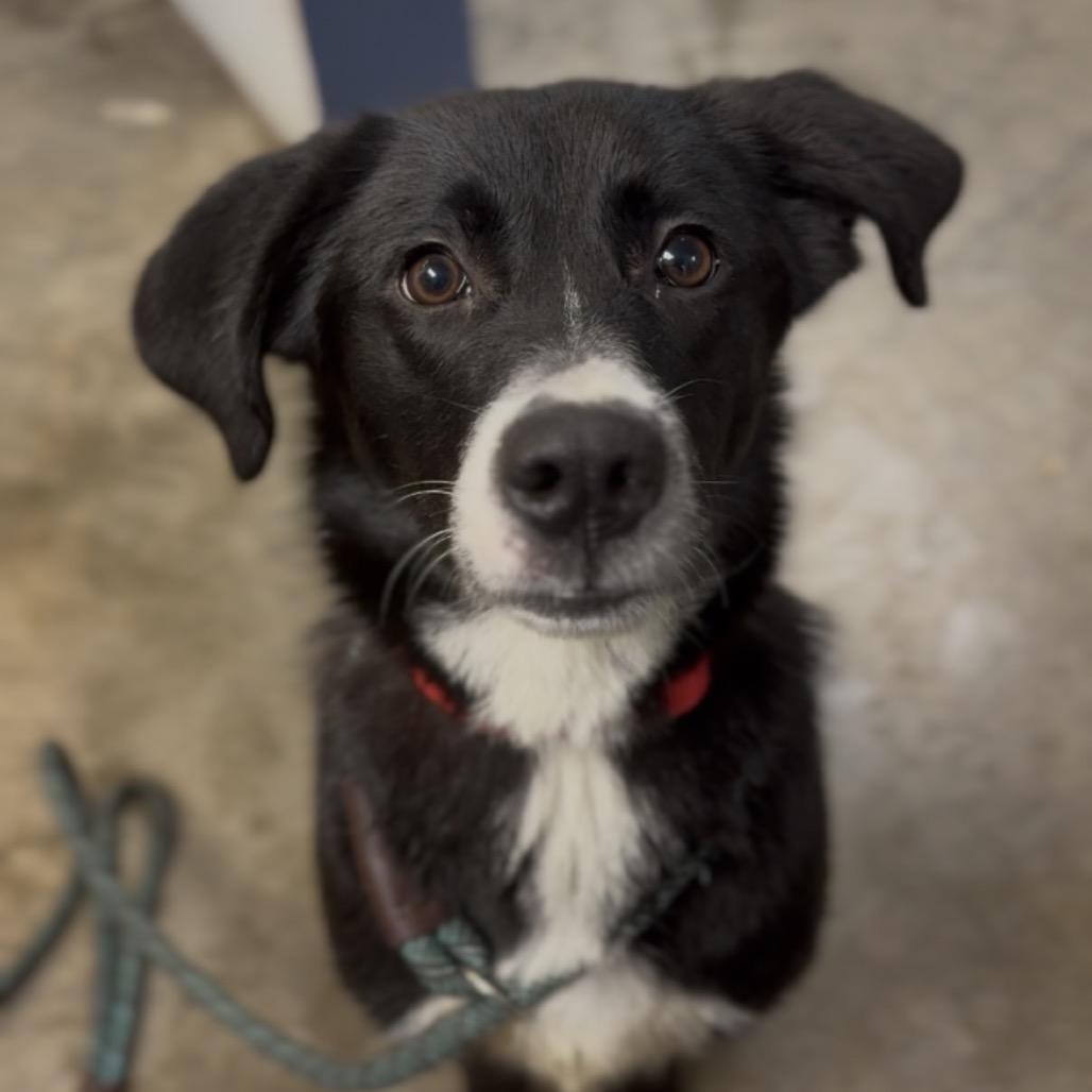 Enlarge Pippa, a Adoptable mixed breed in Independence, KS image 2/4