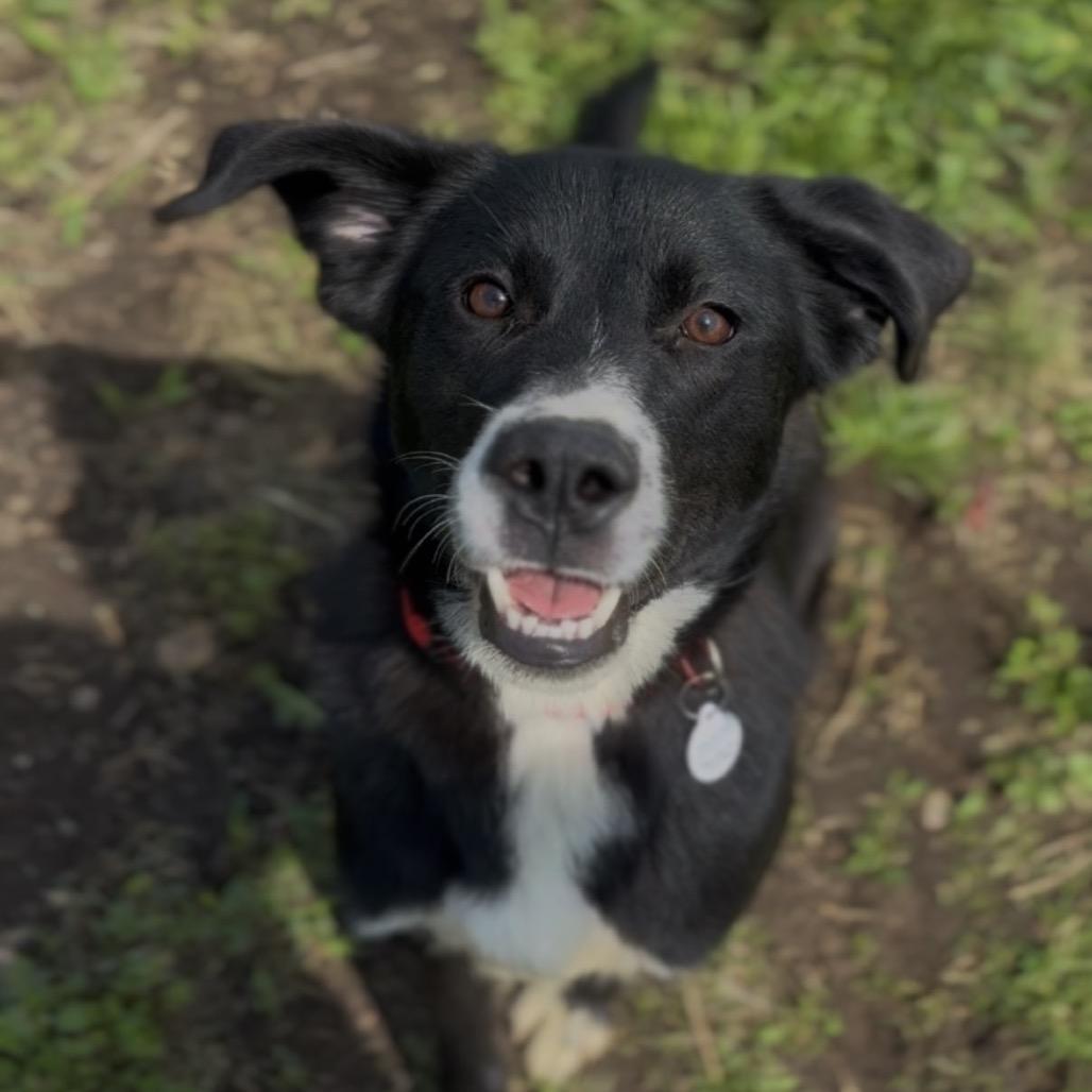 Enlarge Pippa, a Adoptable mixed breed in Independence, KS image 3/4