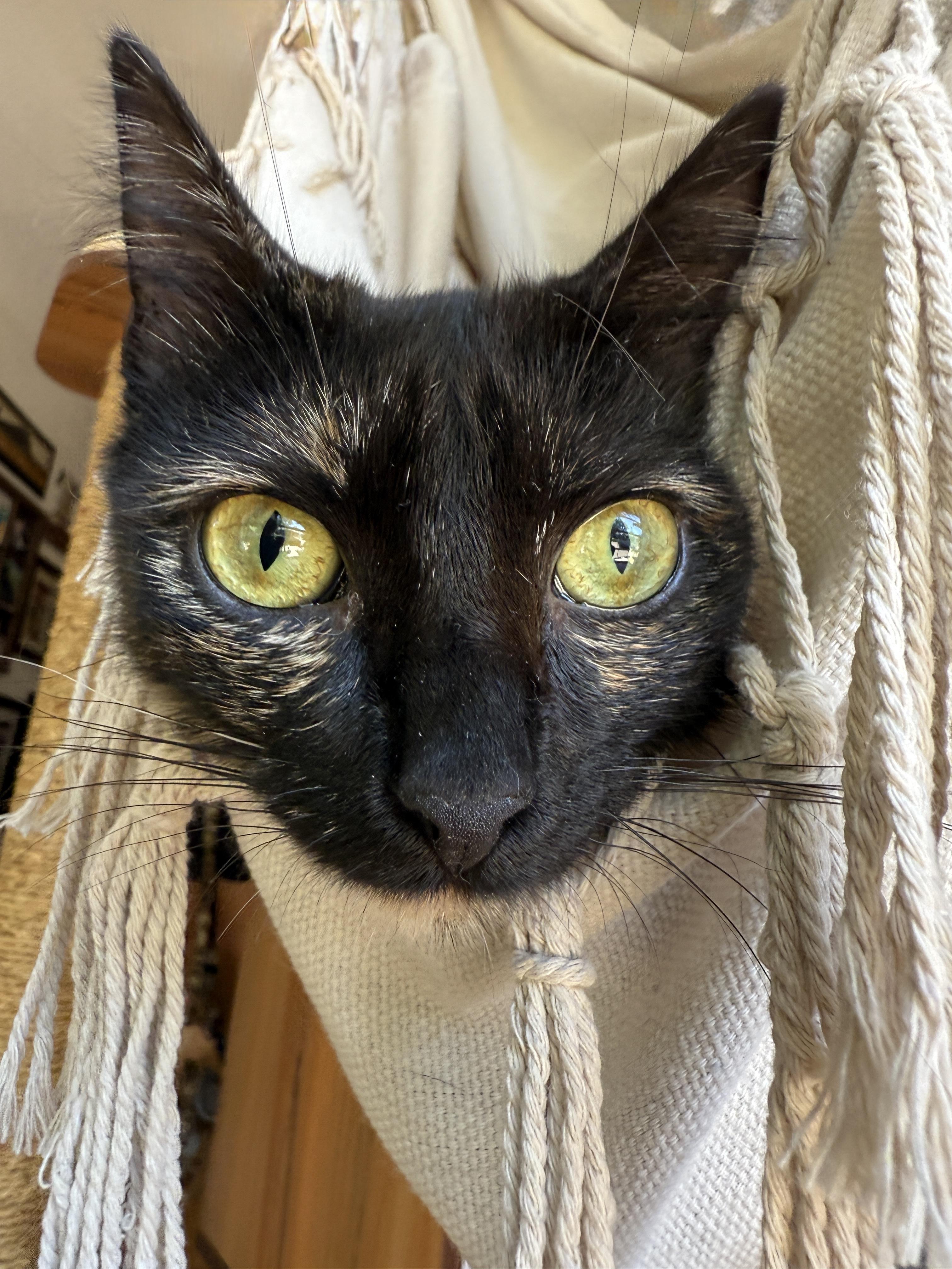 Gizmo photo 2