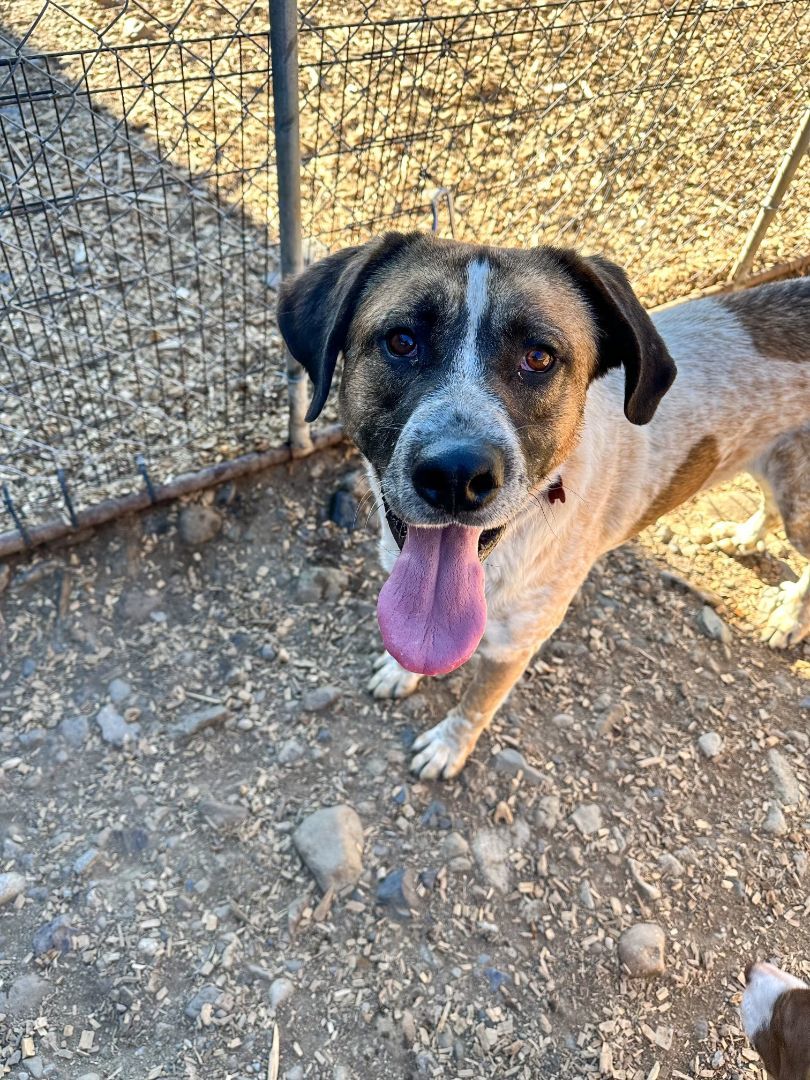 Enlarge Oliver, a Adoptable mixed breed in Crested Butte , CO image 1/1