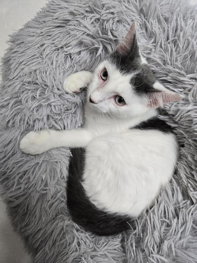 Homer, Adoptable, Kitten Male Domestic Short Hair.