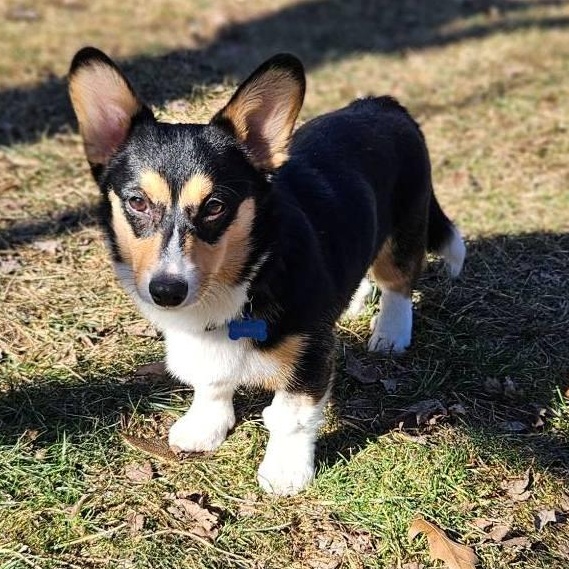 Enlarge Mocha and Milo, a ADOPTABLE Corgi in Junction City, KS image 3/6