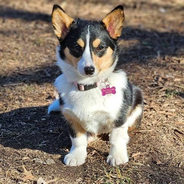 Enlarge Mocha and Milo, a ADOPTABLE Corgi in Junction City, KS image 4/6