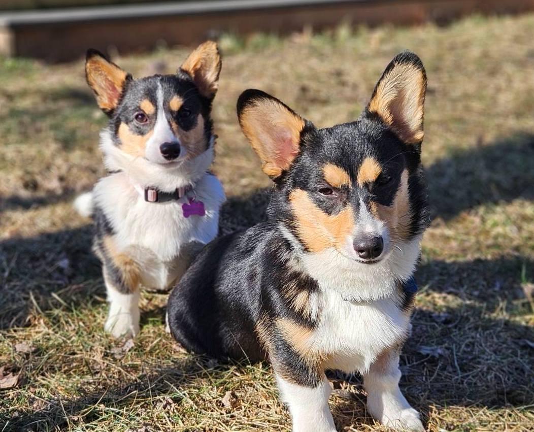 Enlarge Mocha and Milo, a ADOPTABLE Corgi in Junction City, KS image 1/6