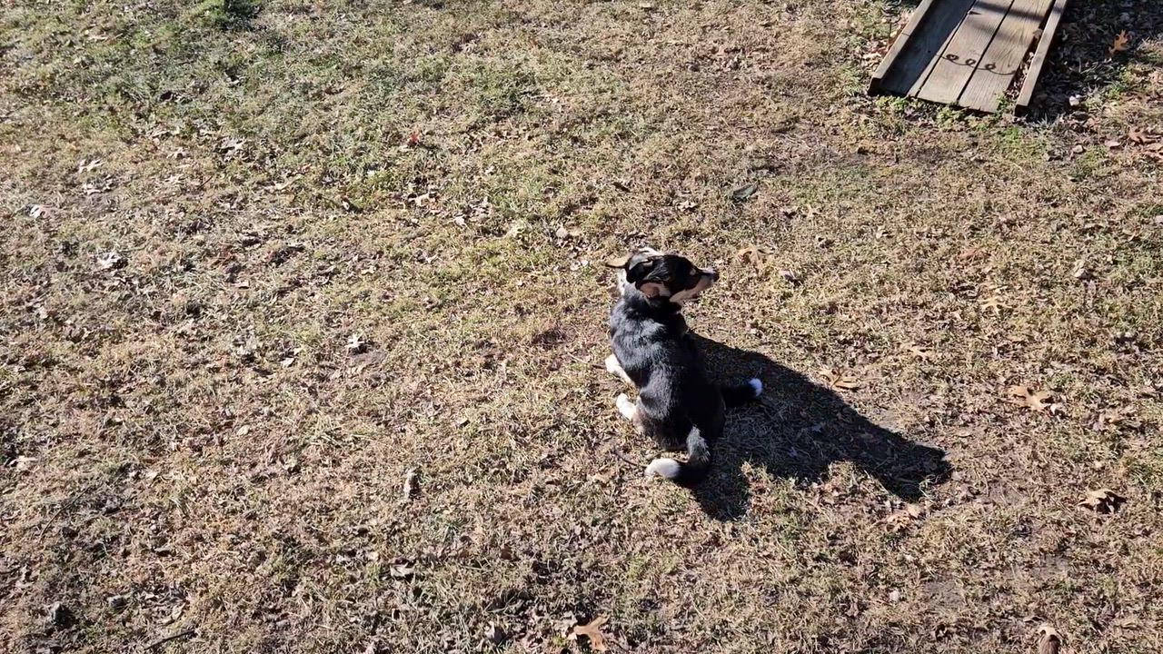 Enlarge Mocha and Milo, a ADOPTABLE Corgi in Junction City, KS video 2/6