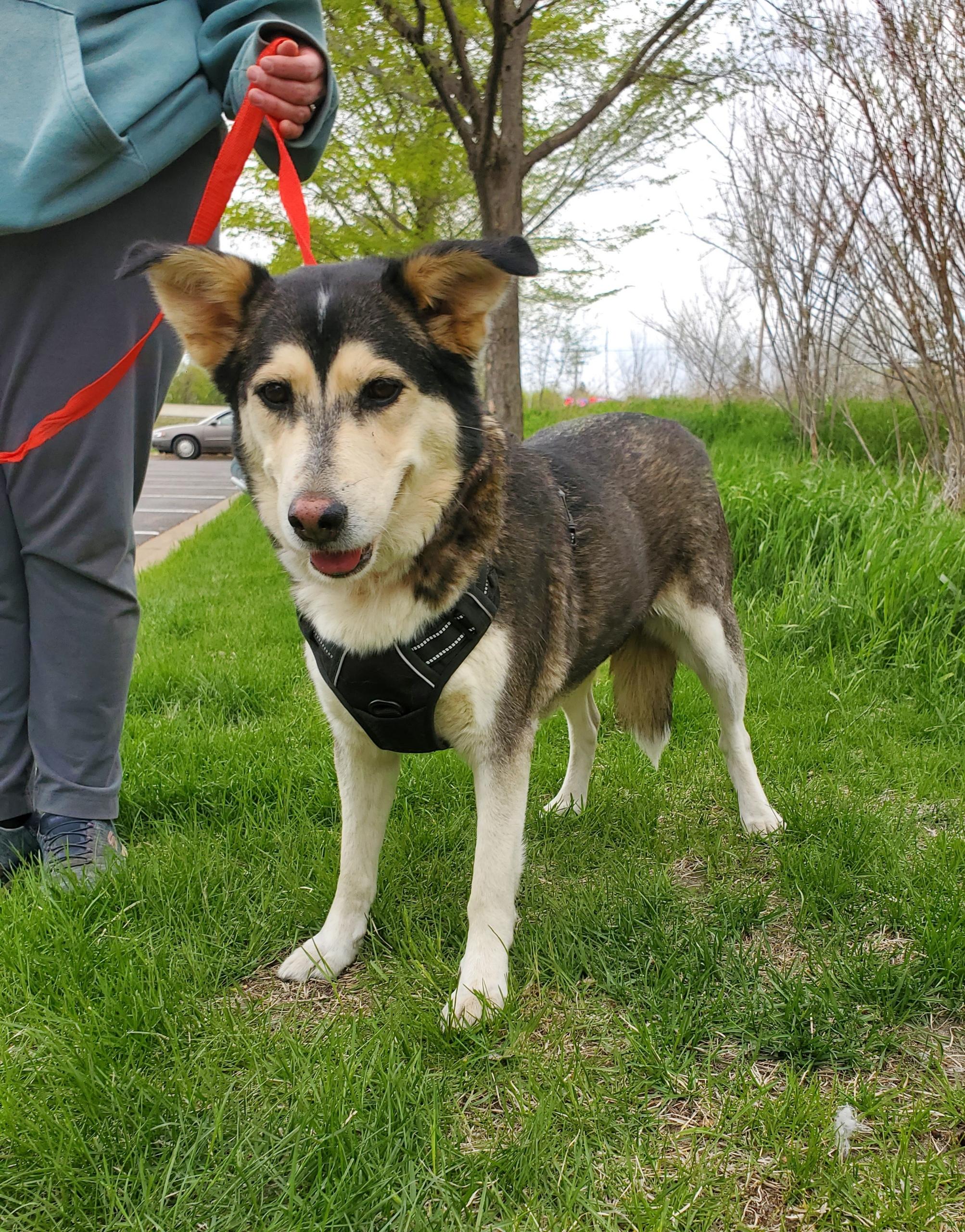 Enlarge Andrea Gail , an adopted mixed breed in Zimmerman, MN image 2/5