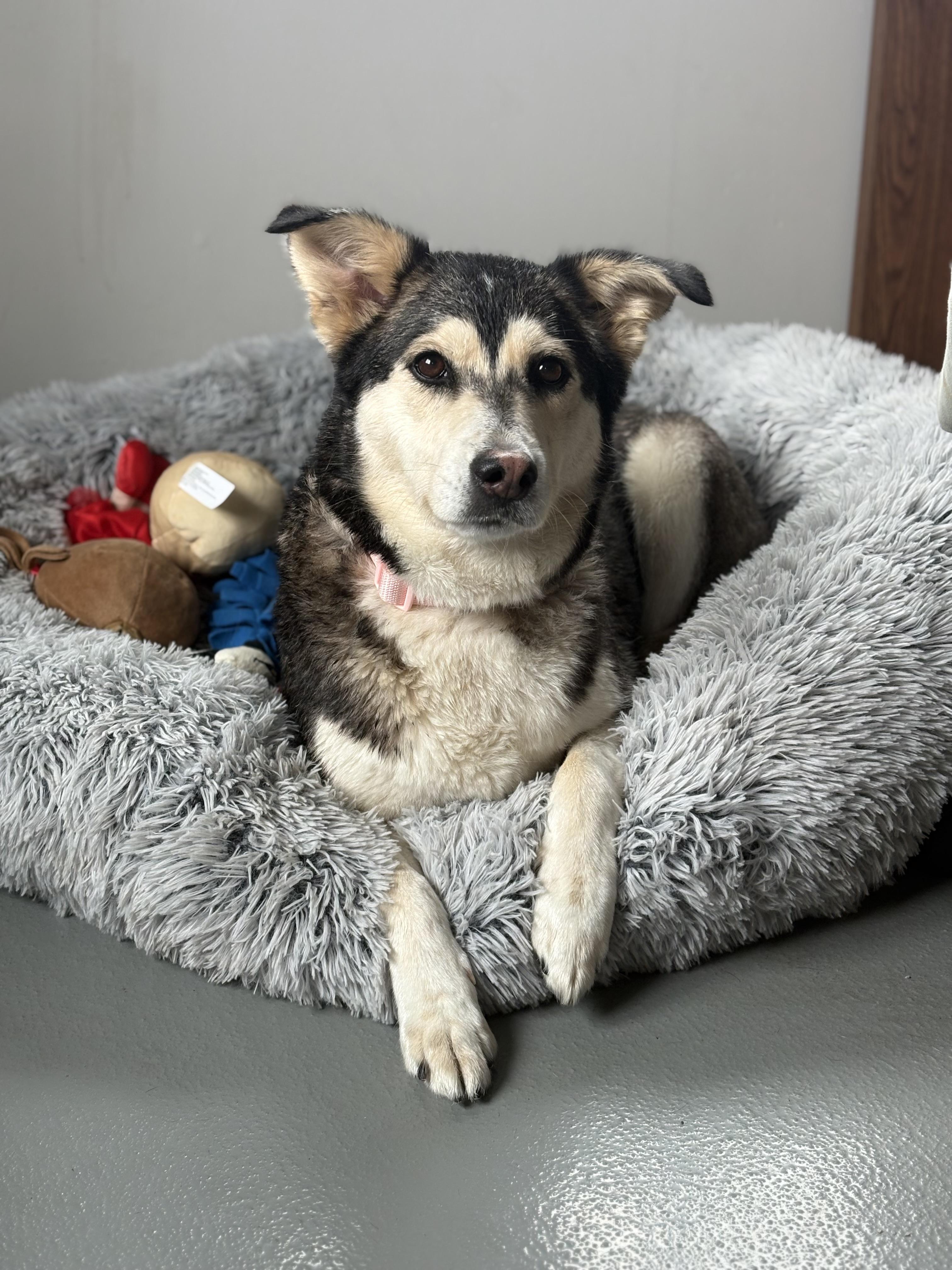 Enlarge Andrea Gail , an adopted mixed breed in Zimmerman, MN image 1/5