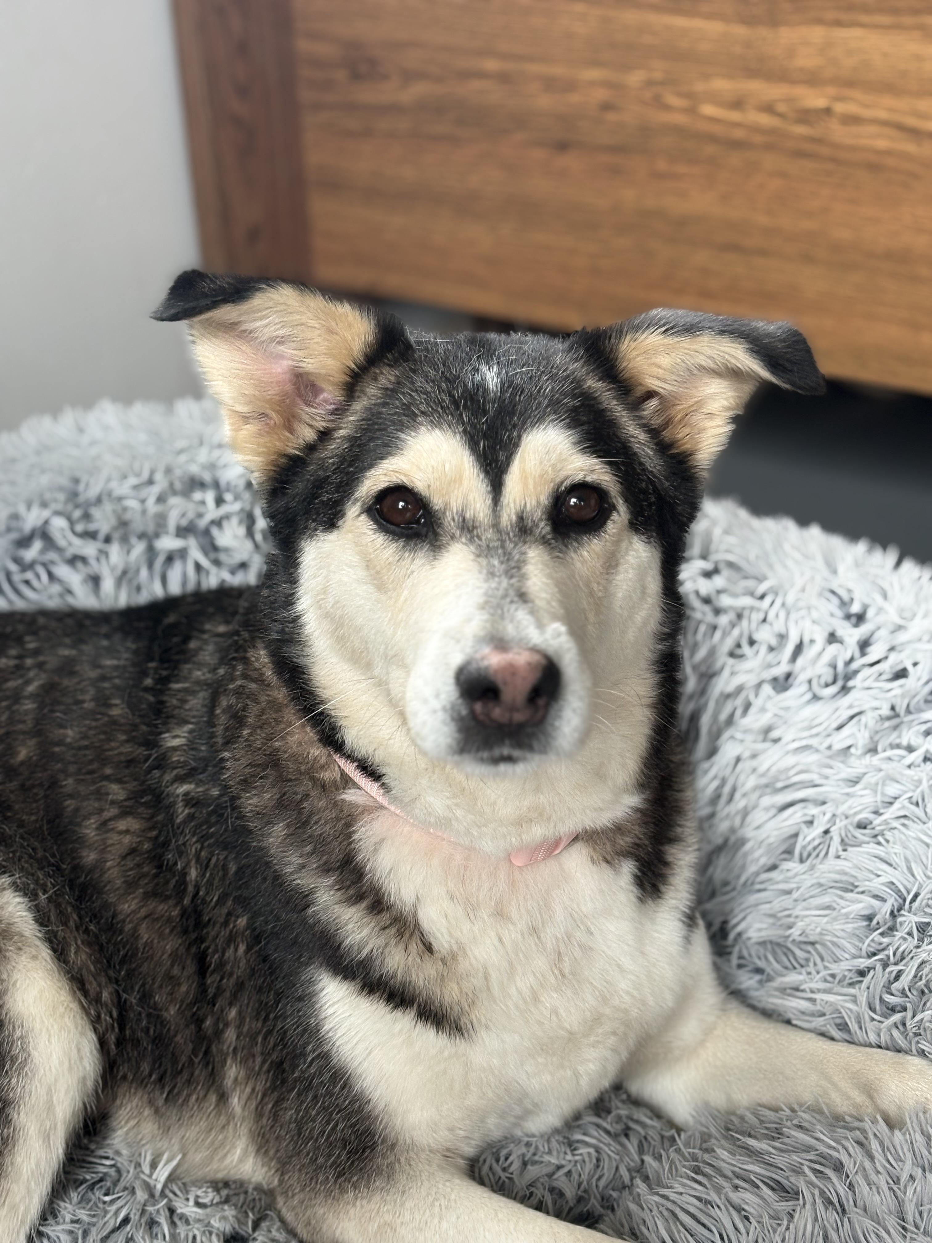 Enlarge Andrea Gail , an adopted mixed breed in Zimmerman, MN image 5/5