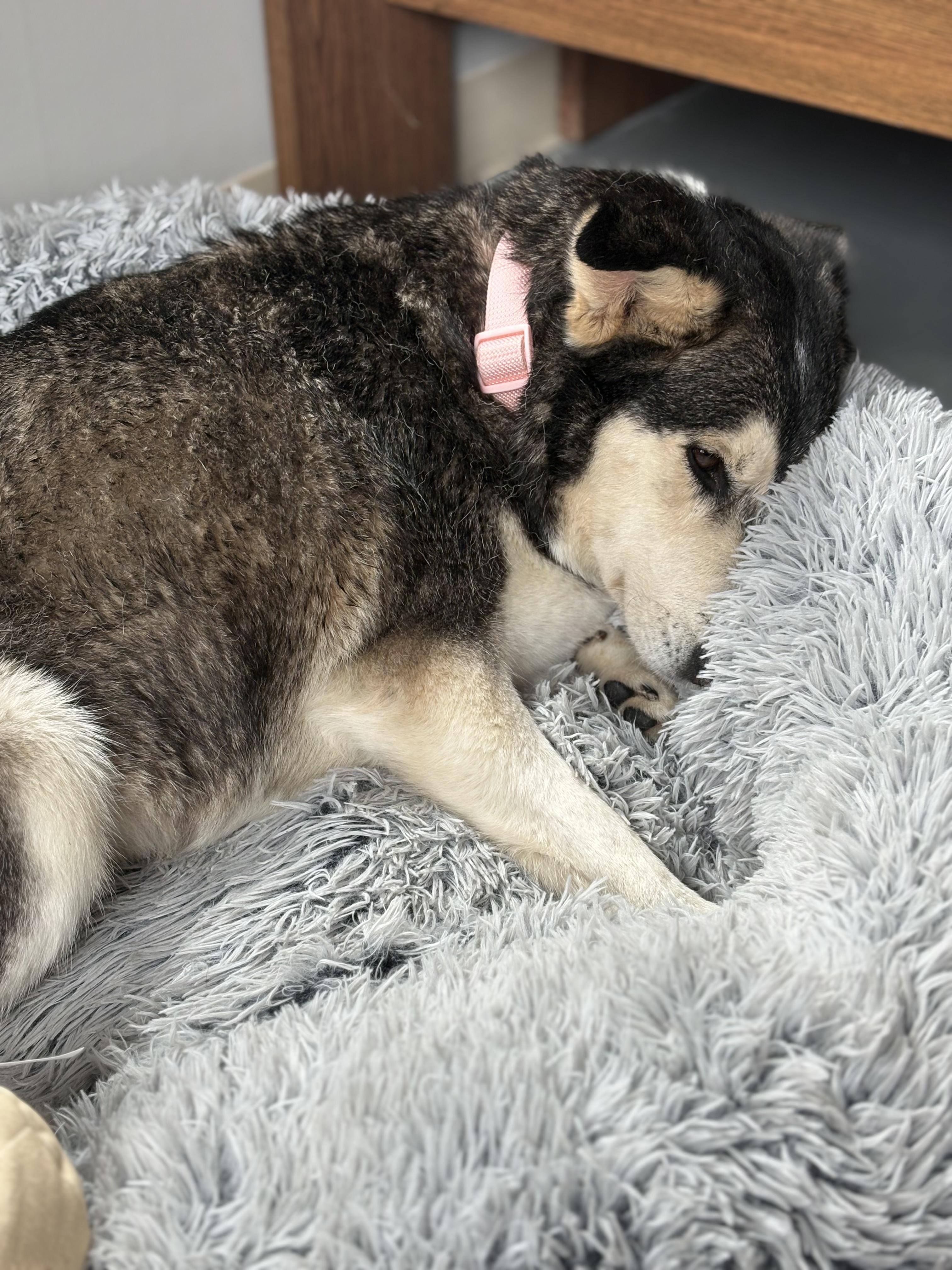 Enlarge Andrea Gail , an adopted mixed breed in Zimmerman, MN image 4/5