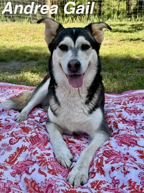 Enlarge Andrea Gail , an adopted mixed breed in Zimmerman, MN image 3/5
