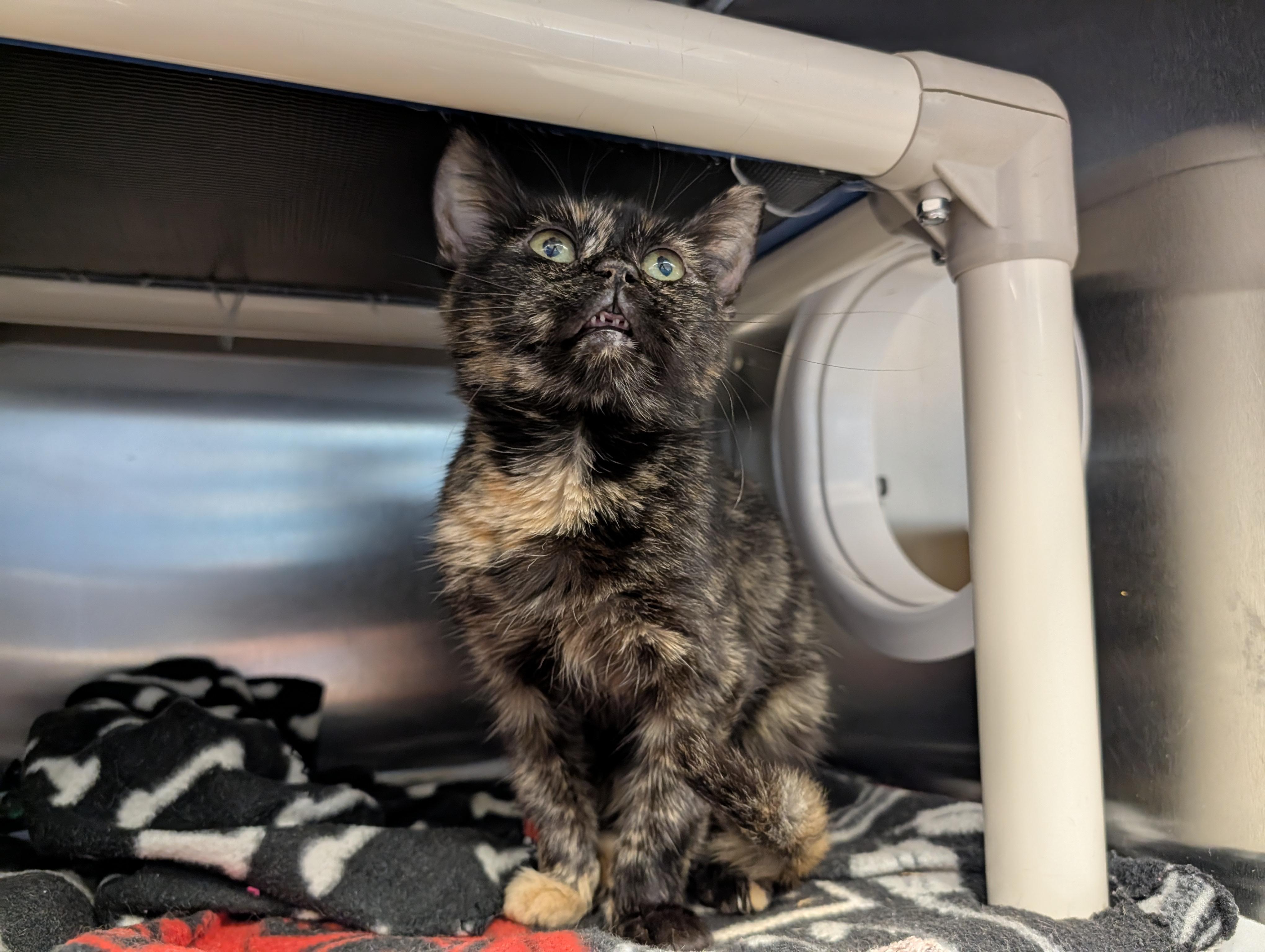 Sara Lee, a Adoptable mixed breed in Onalaska, WI image 2/6