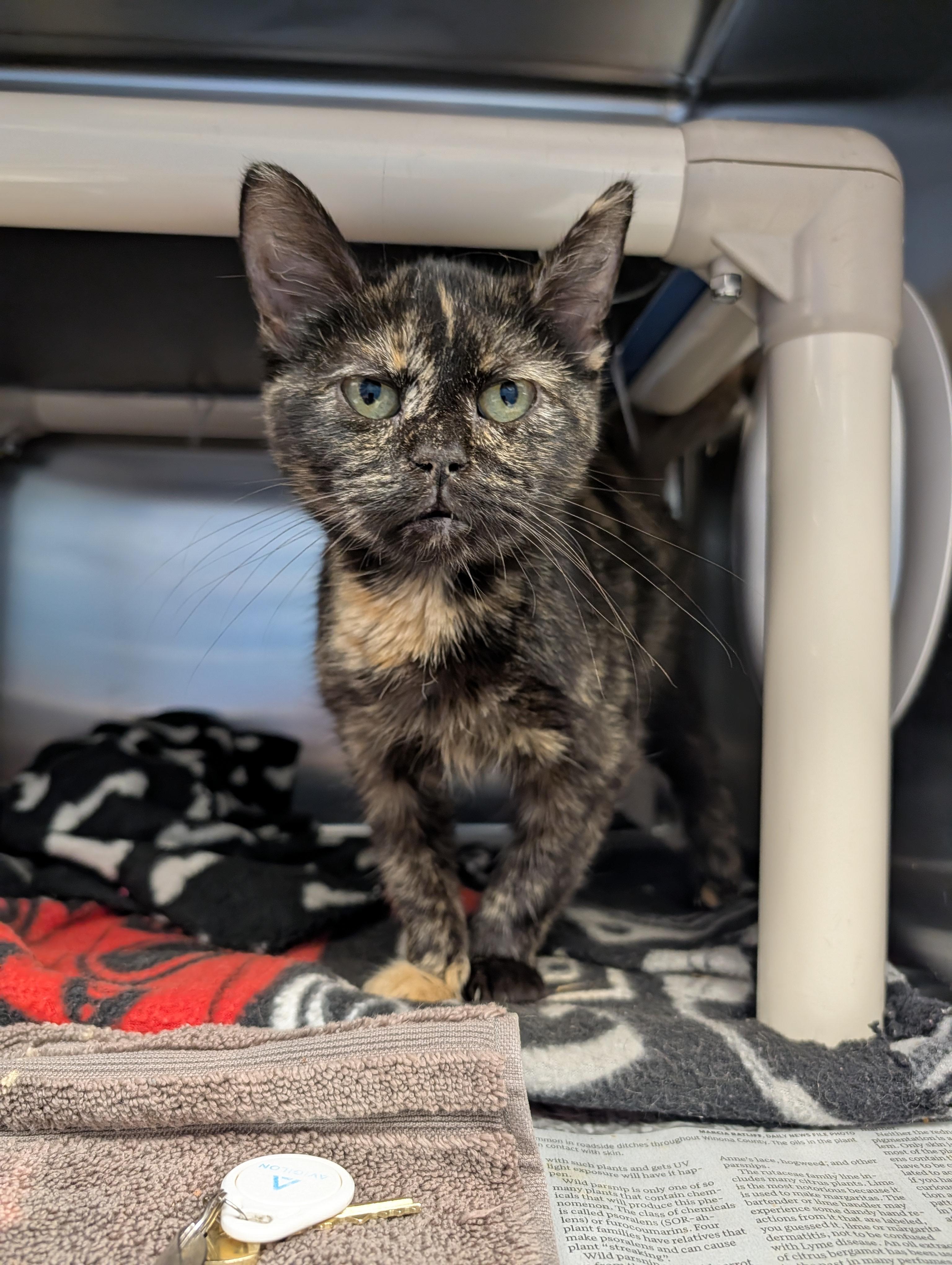 Sara Lee, a Adoptable mixed breed in Onalaska, WI image 3/6