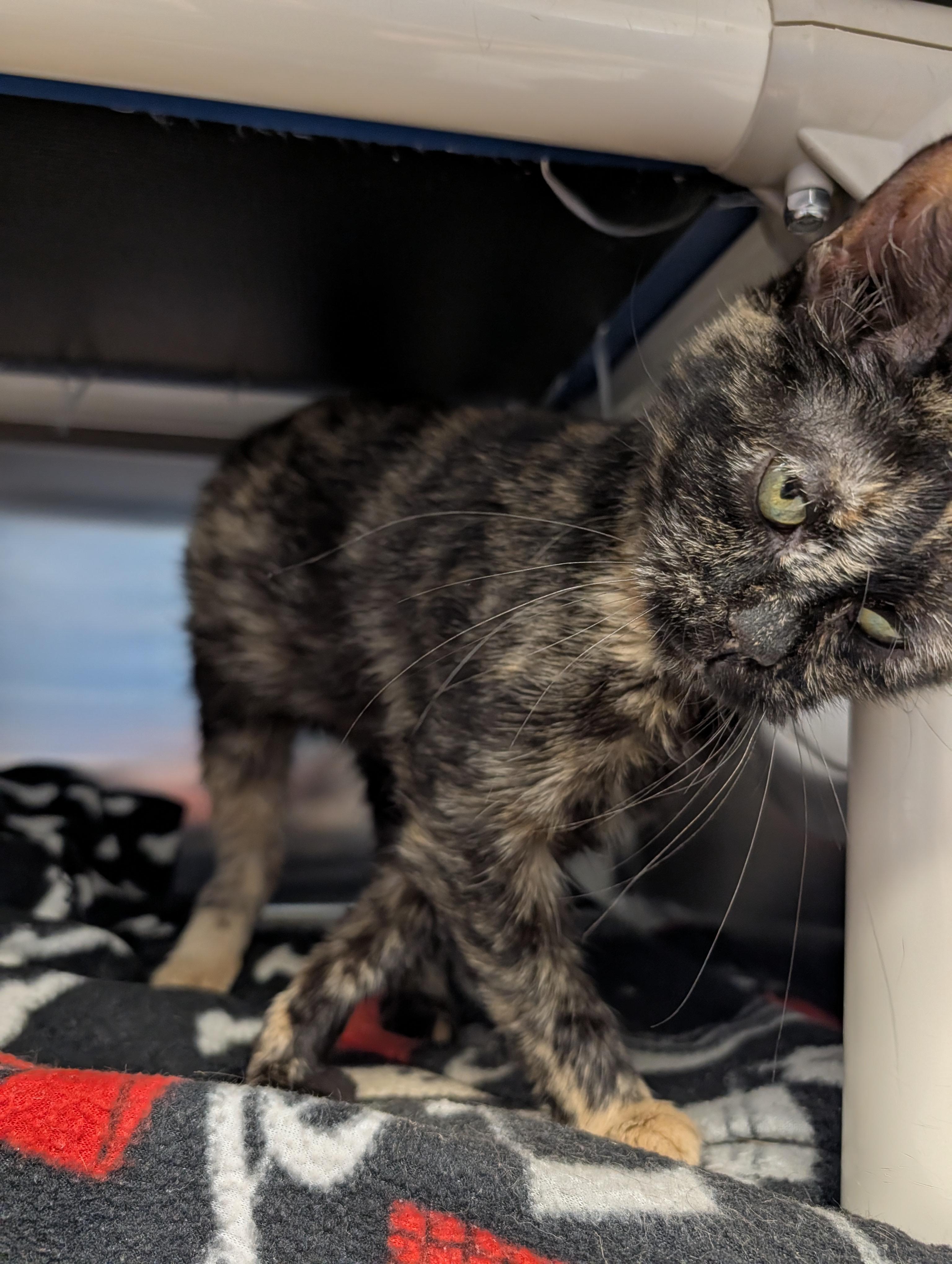 Sara Lee, a Adoptable mixed breed in Onalaska, WI image 6/6