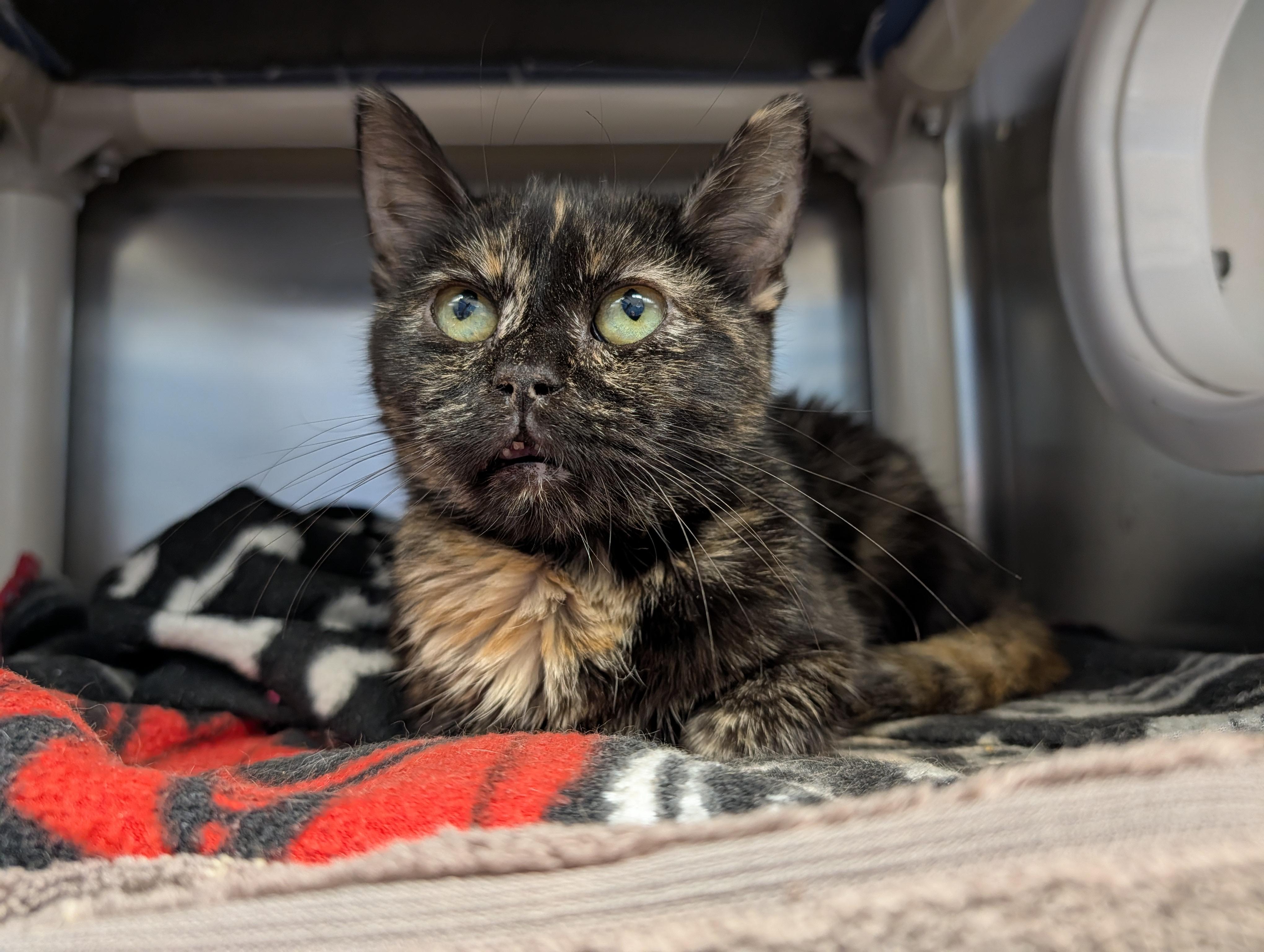 Sara Lee, a Adoptable mixed breed in Onalaska, WI image 4/6