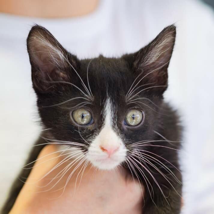 Sly, ADOPTABLE, Kitten Male Domestic Short Hair.