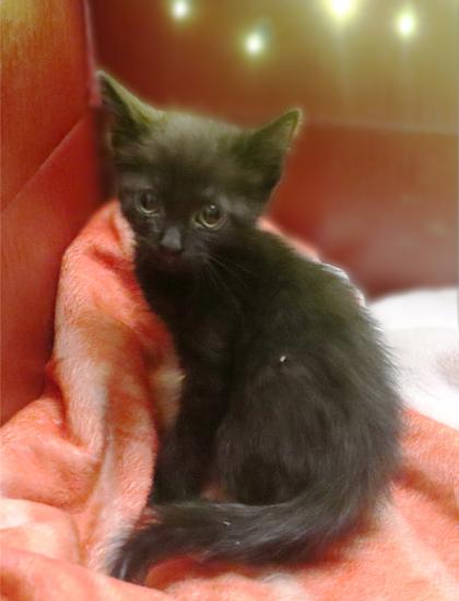 Rosemary, Adoptable, Kitten Female Domestic Short Hair & Domestic Short Hair.