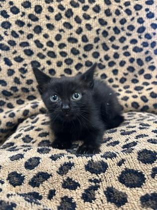 Enlarge Rosemary, a Adoptable mixed breed in Longview, TX image 2/2