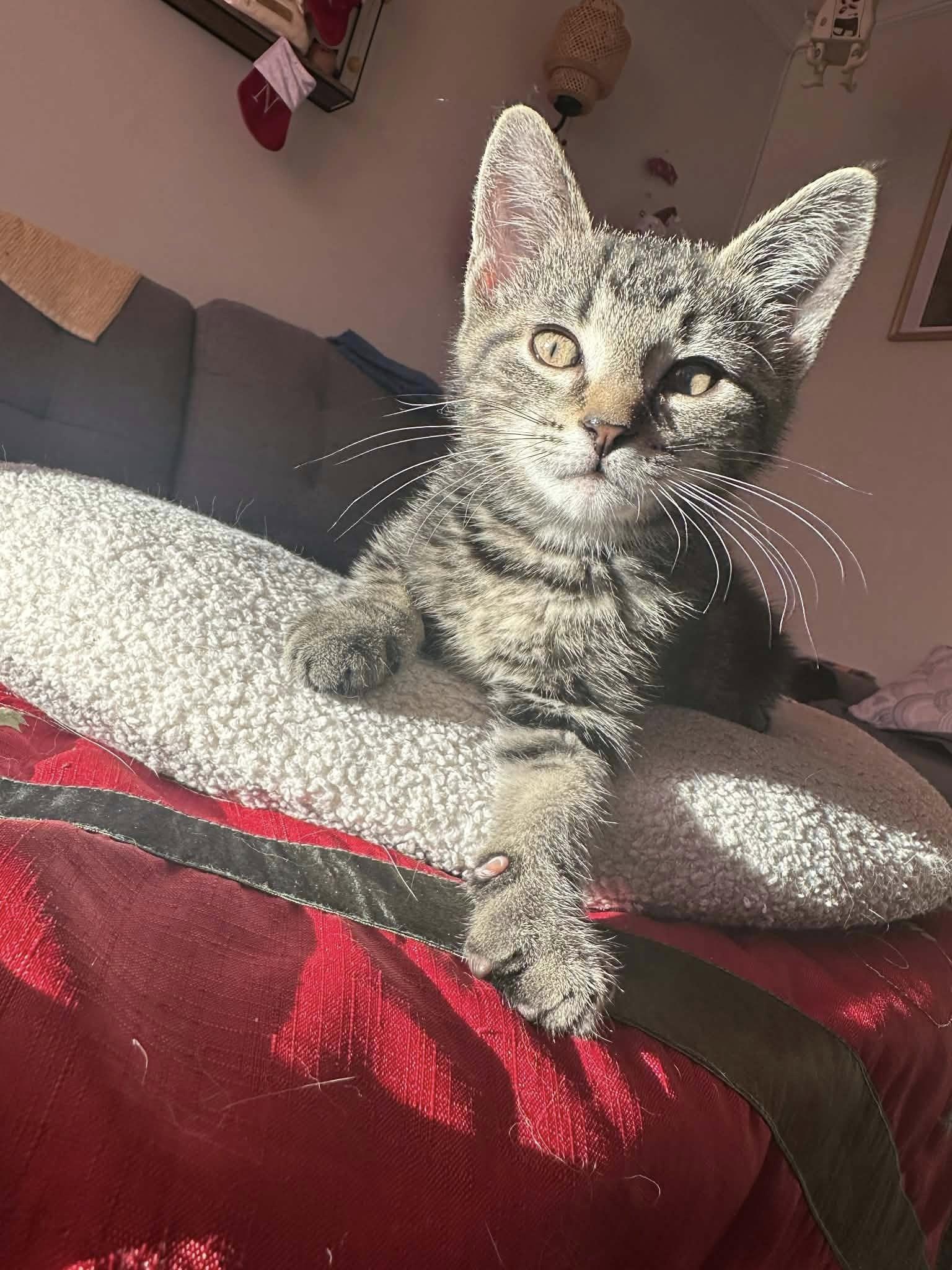 Enlarge Maximus, a ADOPTABLE Domestic Short Hair in Montreal, QC image 1/4