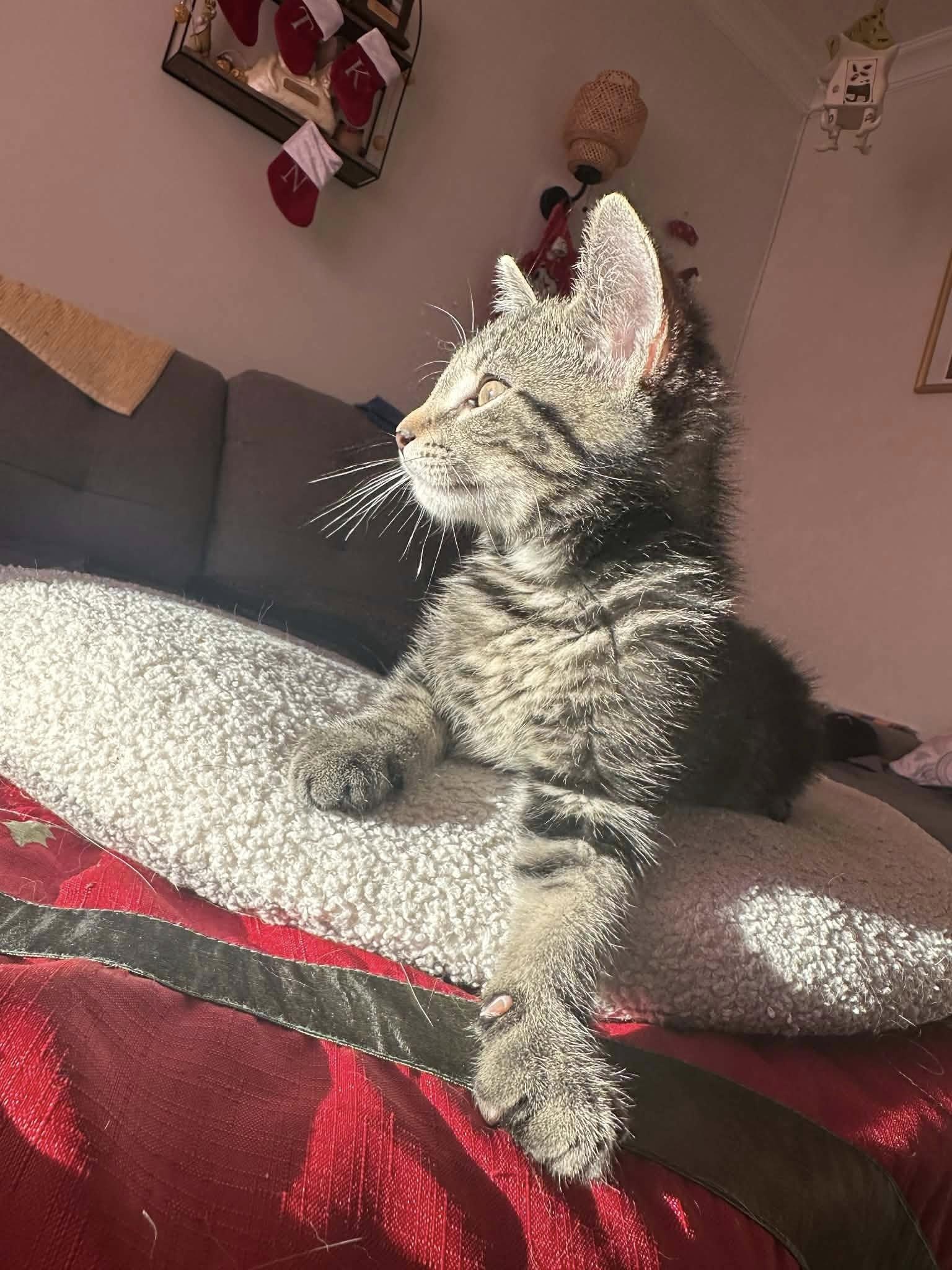 Enlarge Maximus, a ADOPTABLE Domestic Short Hair in Montreal, QC image 4/4