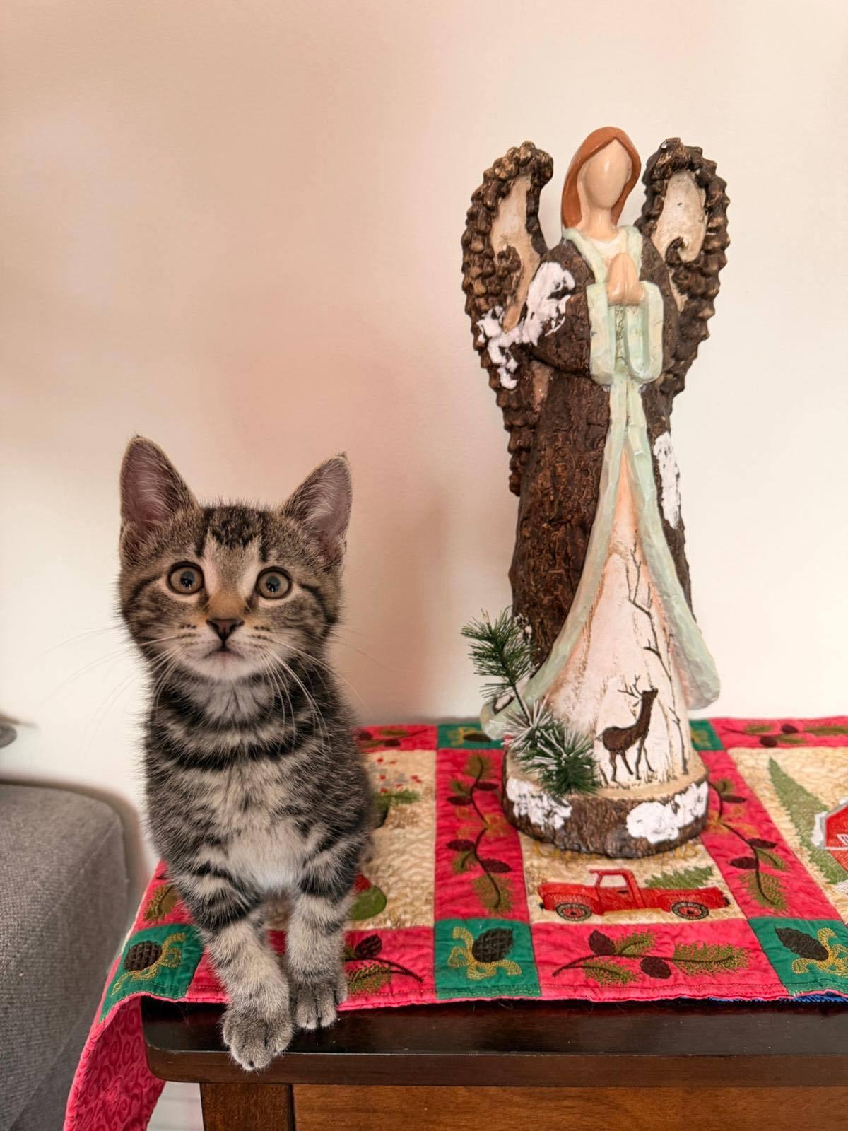 Enlarge Maximus, a ADOPTABLE Domestic Short Hair in Montreal, QC image 2/4