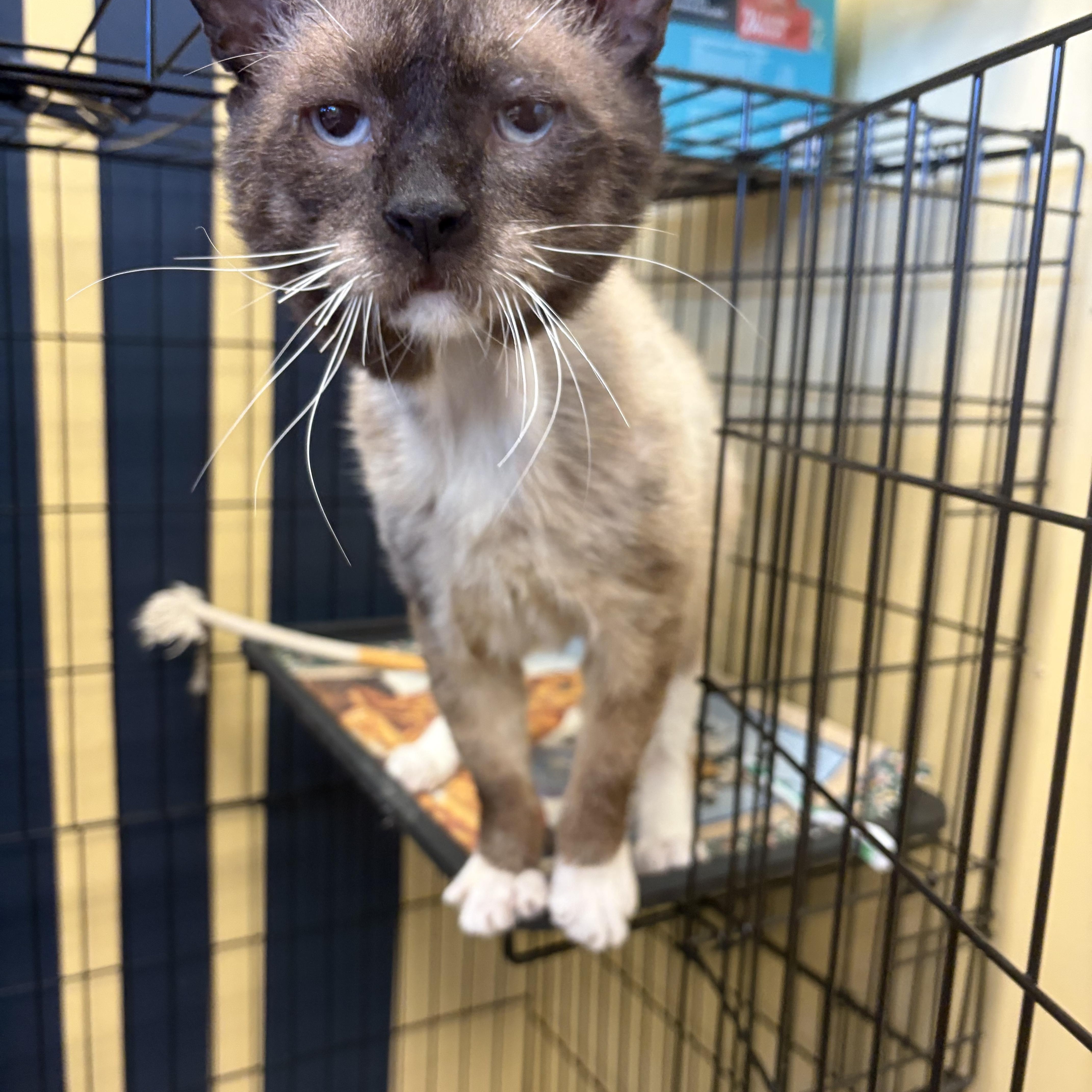 Enlarge Simon, a ADOPTABLE Siamese in Pompano Beach, FL image 3/3