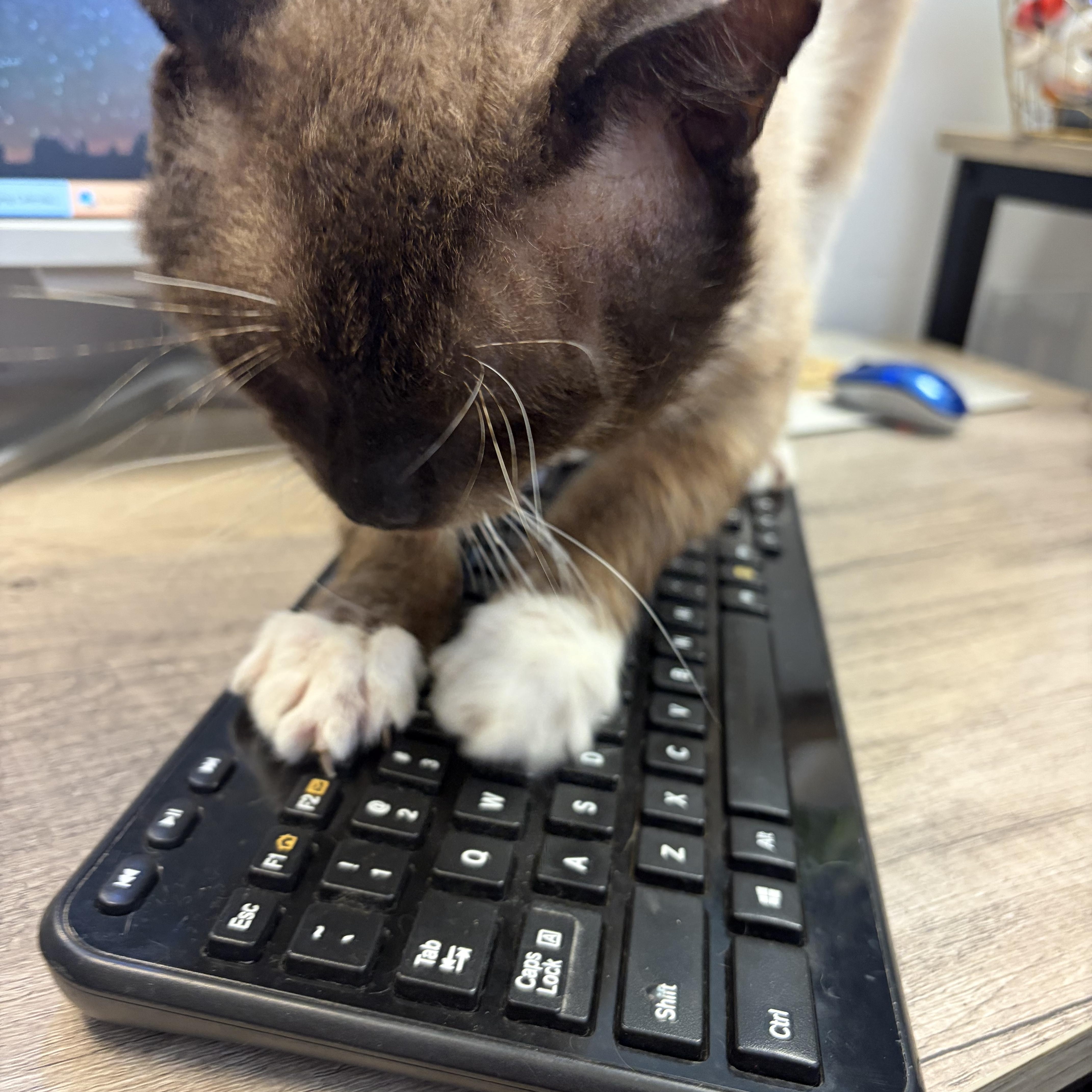 Simon, ADOPTABLE, Adult Male Siamese.