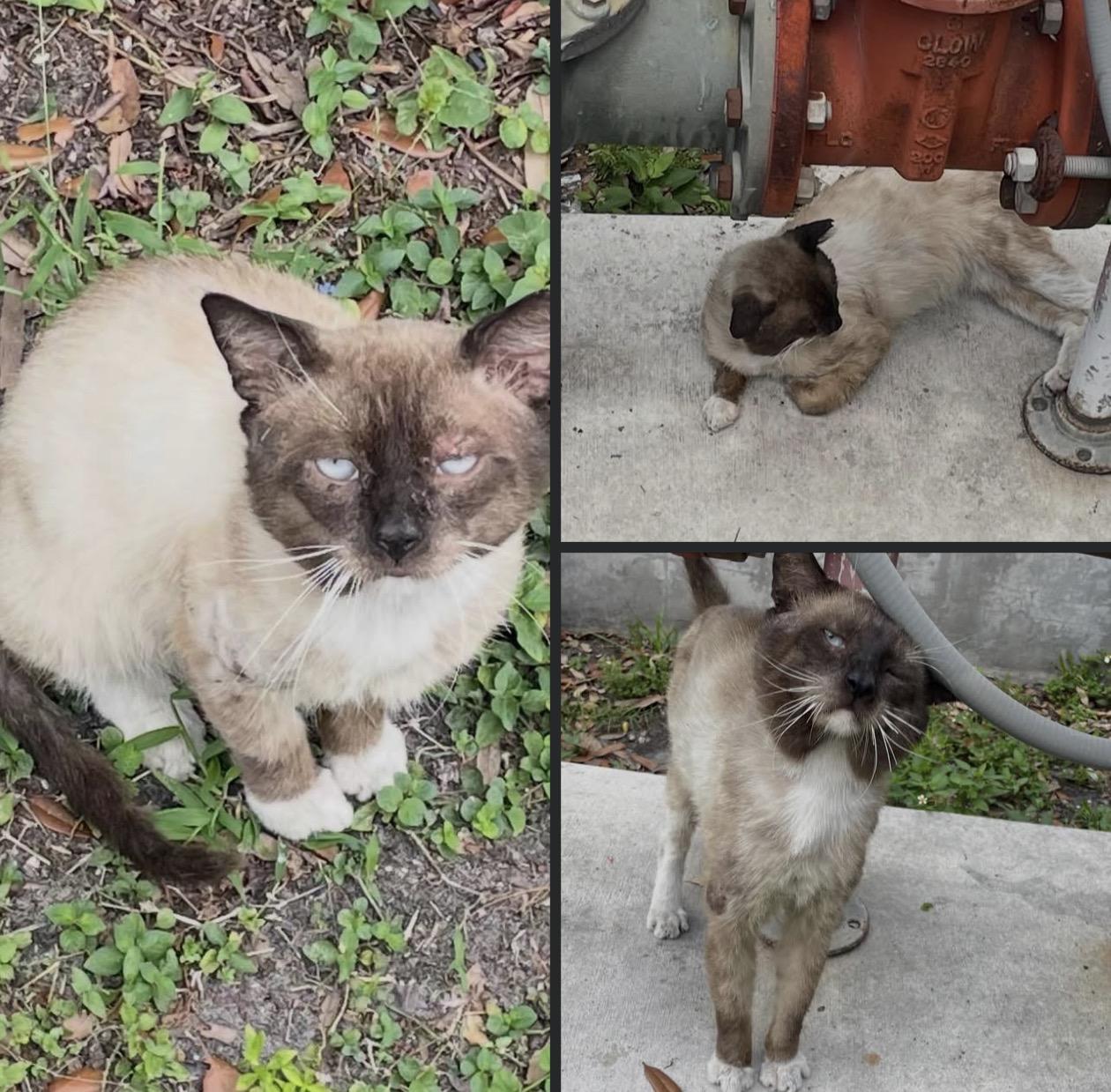 Enlarge Simon, a ADOPTABLE Siamese in Pompano Beach, FL image 2/3