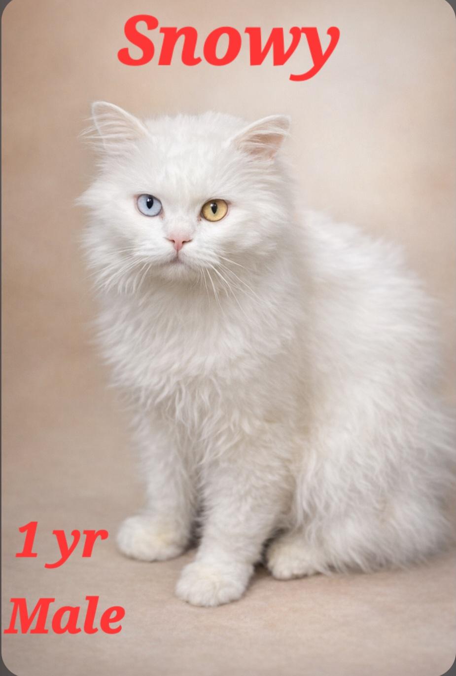 Snowy - Egypt, Adopted, Young Male Persian.