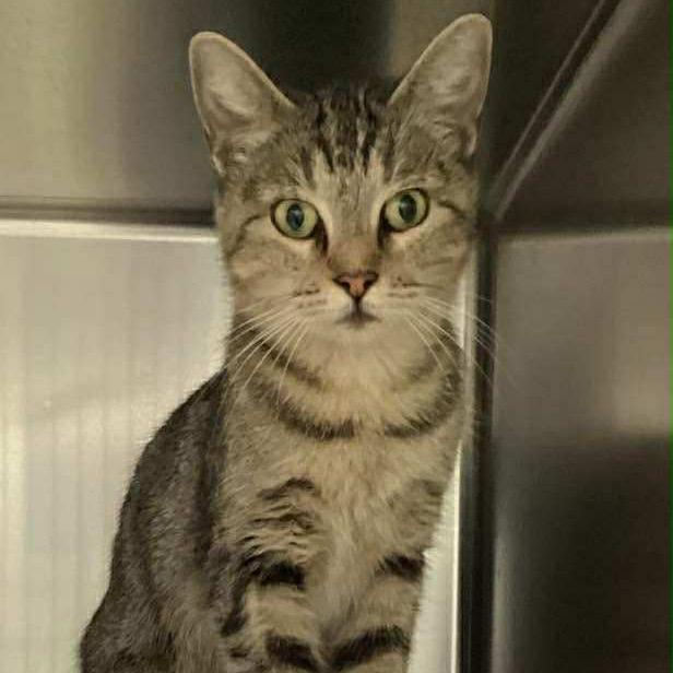 Henryetta, Adoptable, Young Female Domestic Short Hair.