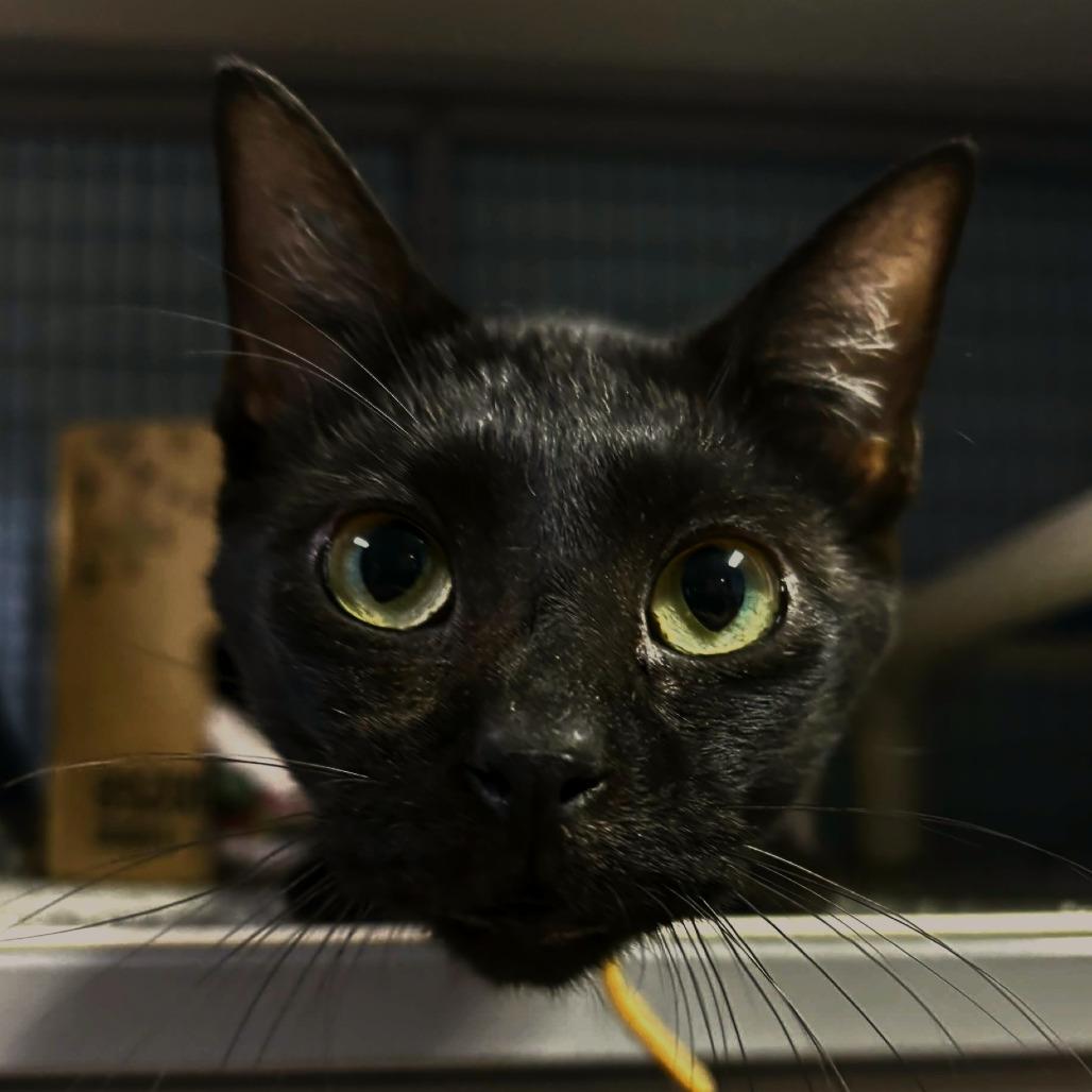 Binx, Adoptable, Young Male Bombay & Maine Coon.