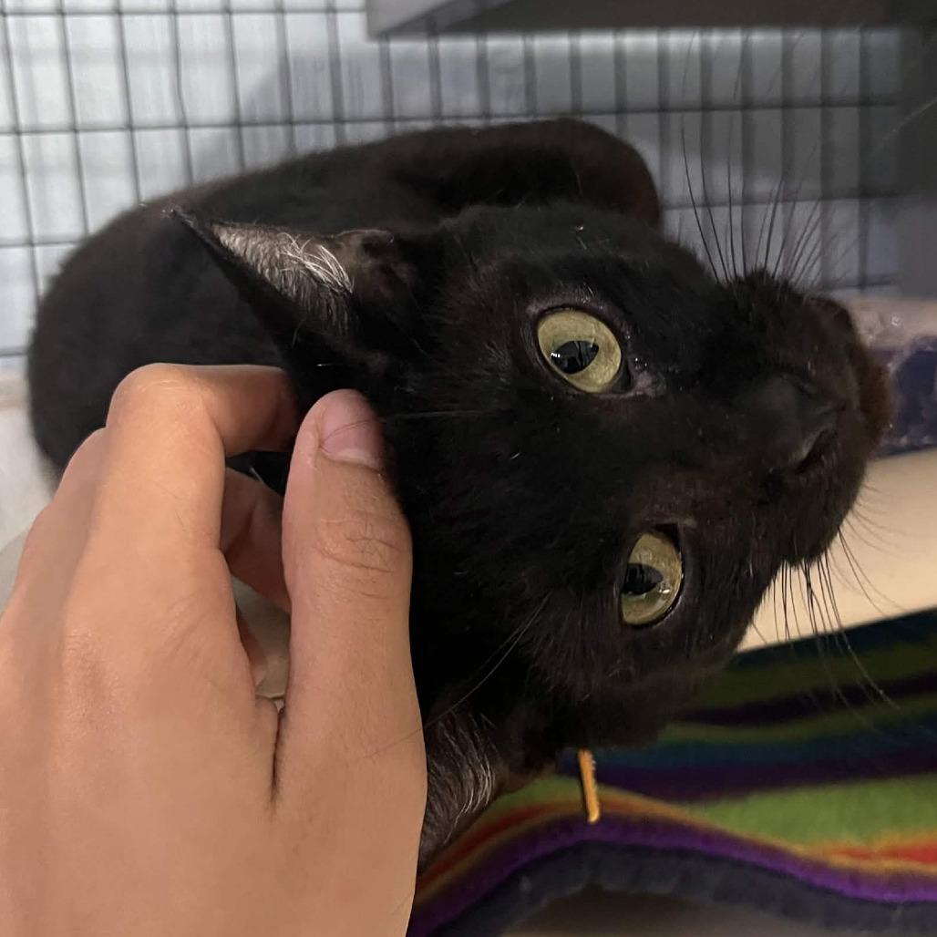 Binx, a Adoptable mixed breed in Clarksville, AR image 2/6