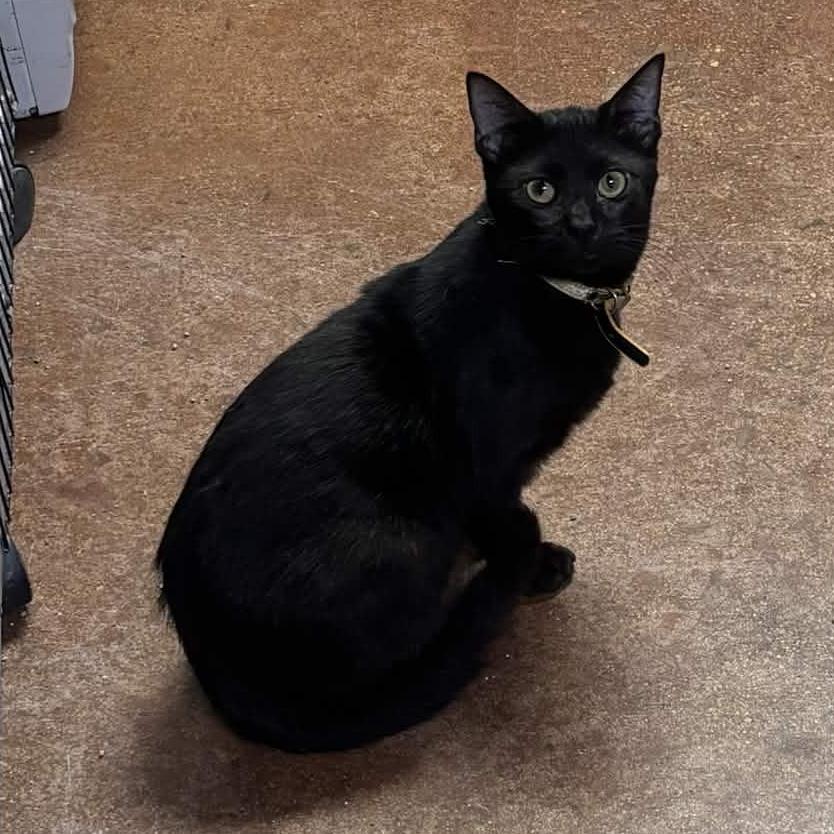 Binx, a Adoptable mixed breed in Clarksville, AR image 3/6
