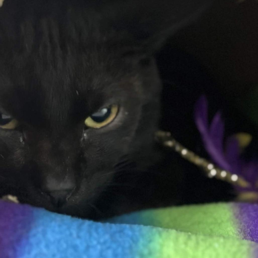 Binx, a Adoptable mixed breed in Clarksville, AR image 4/6