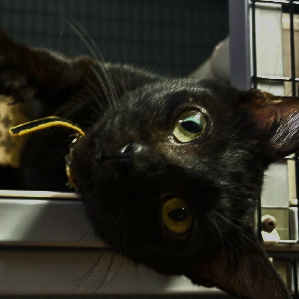 Binx, a Adoptable mixed breed in Clarksville, AR image 5/6