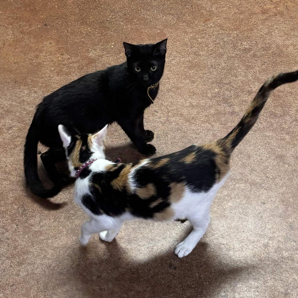 Binx, a Adoptable mixed breed in Clarksville, AR image 6/6