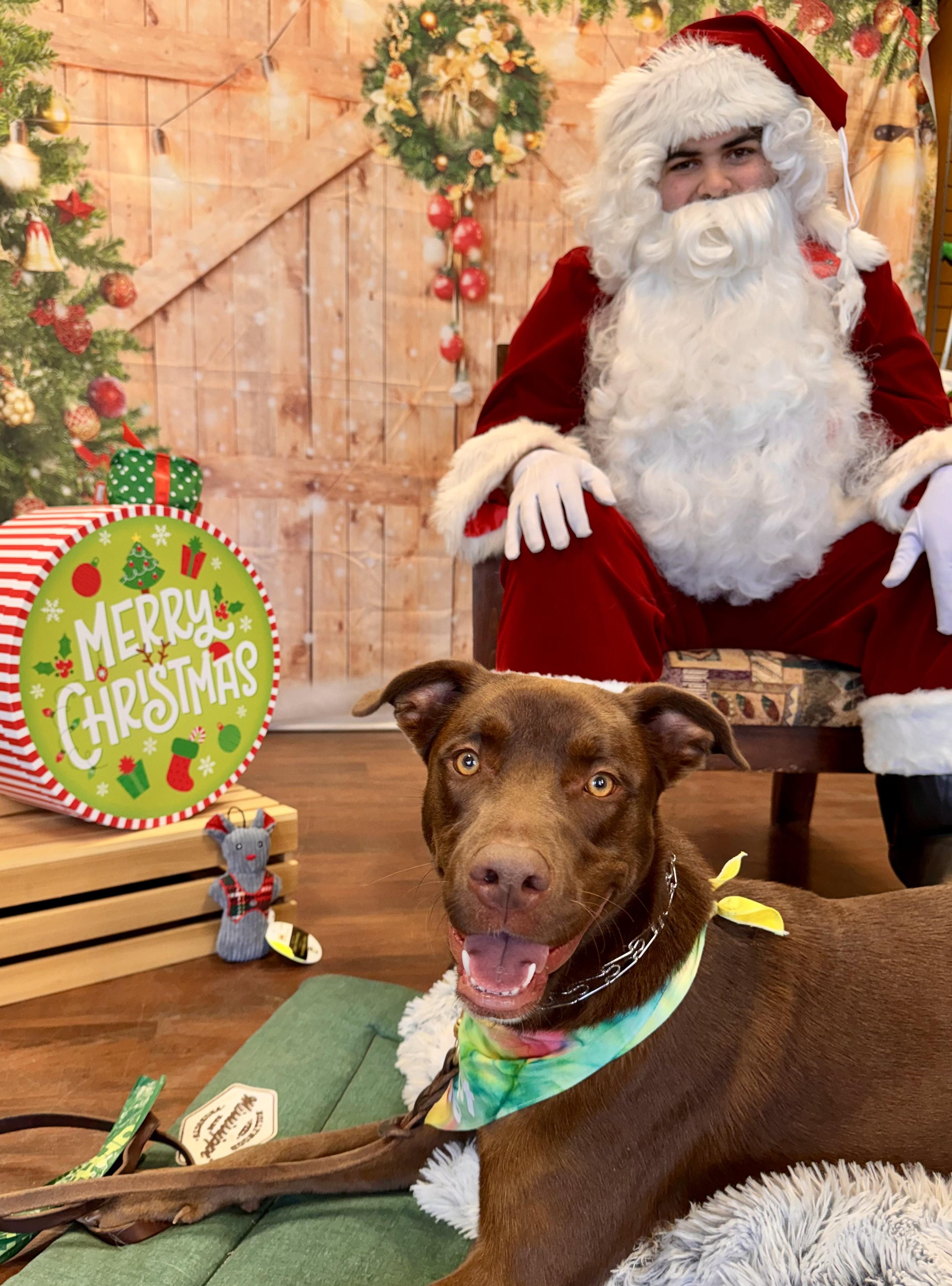 Enlarge ELLIE, a Adoptable mixed breed in Newborn, GA image 2/6