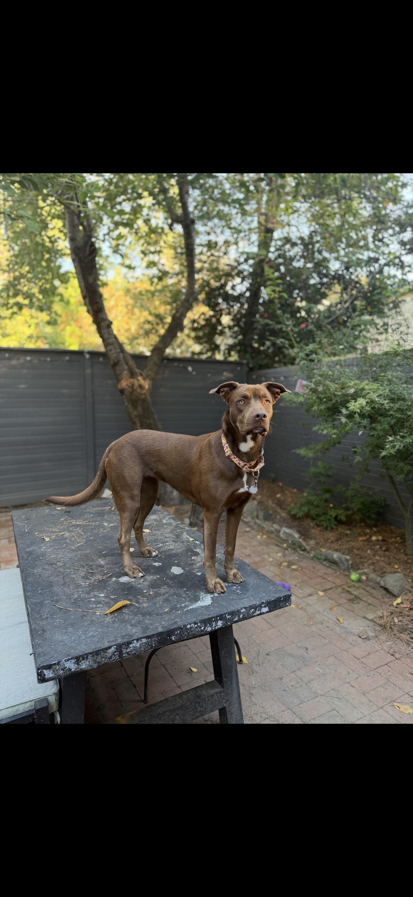 Enlarge ELLIE, a Adoptable mixed breed in Newborn, GA image 4/6