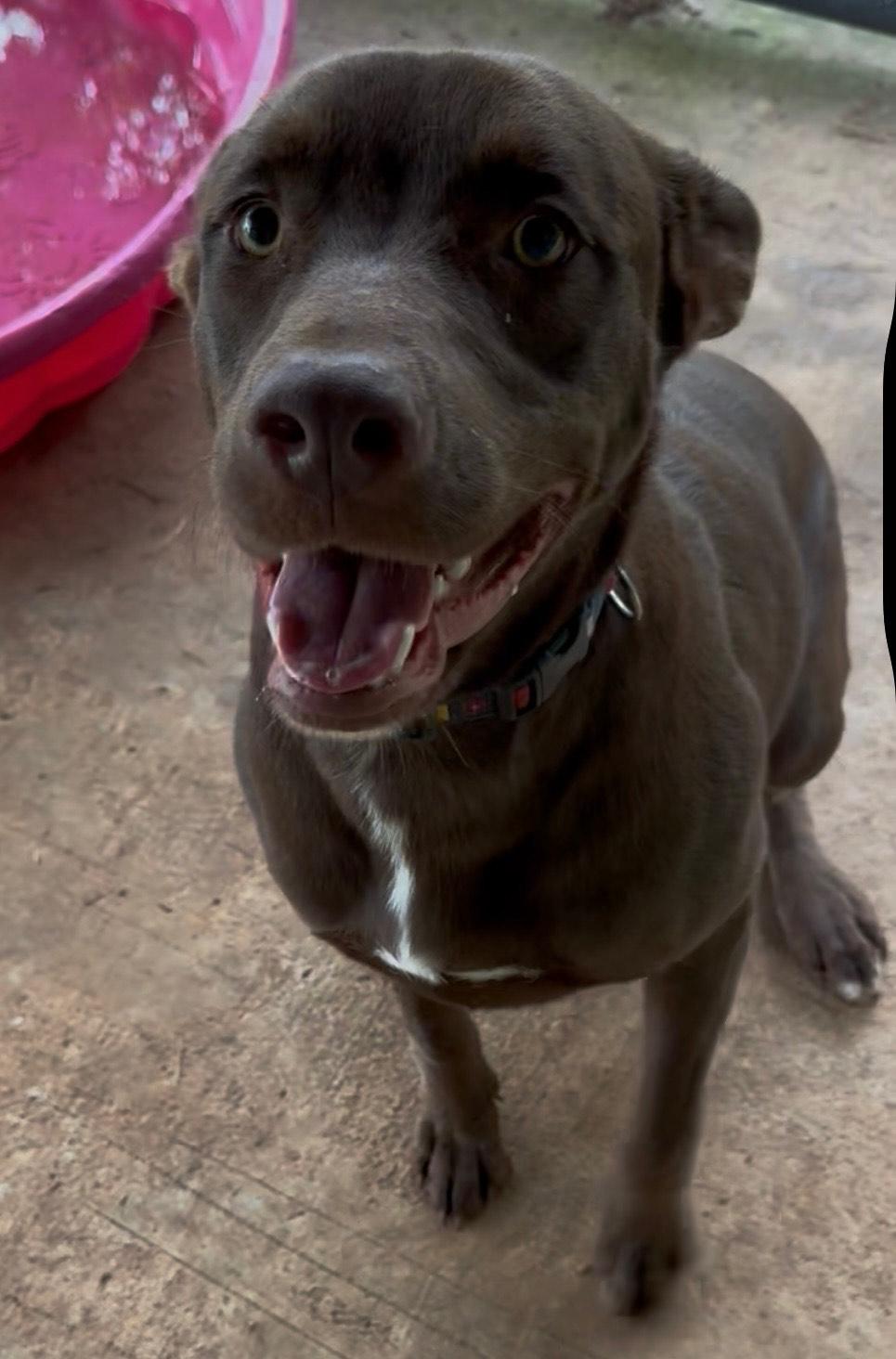 Enlarge ELLIE, a Adoptable mixed breed in Newborn, GA image 3/6