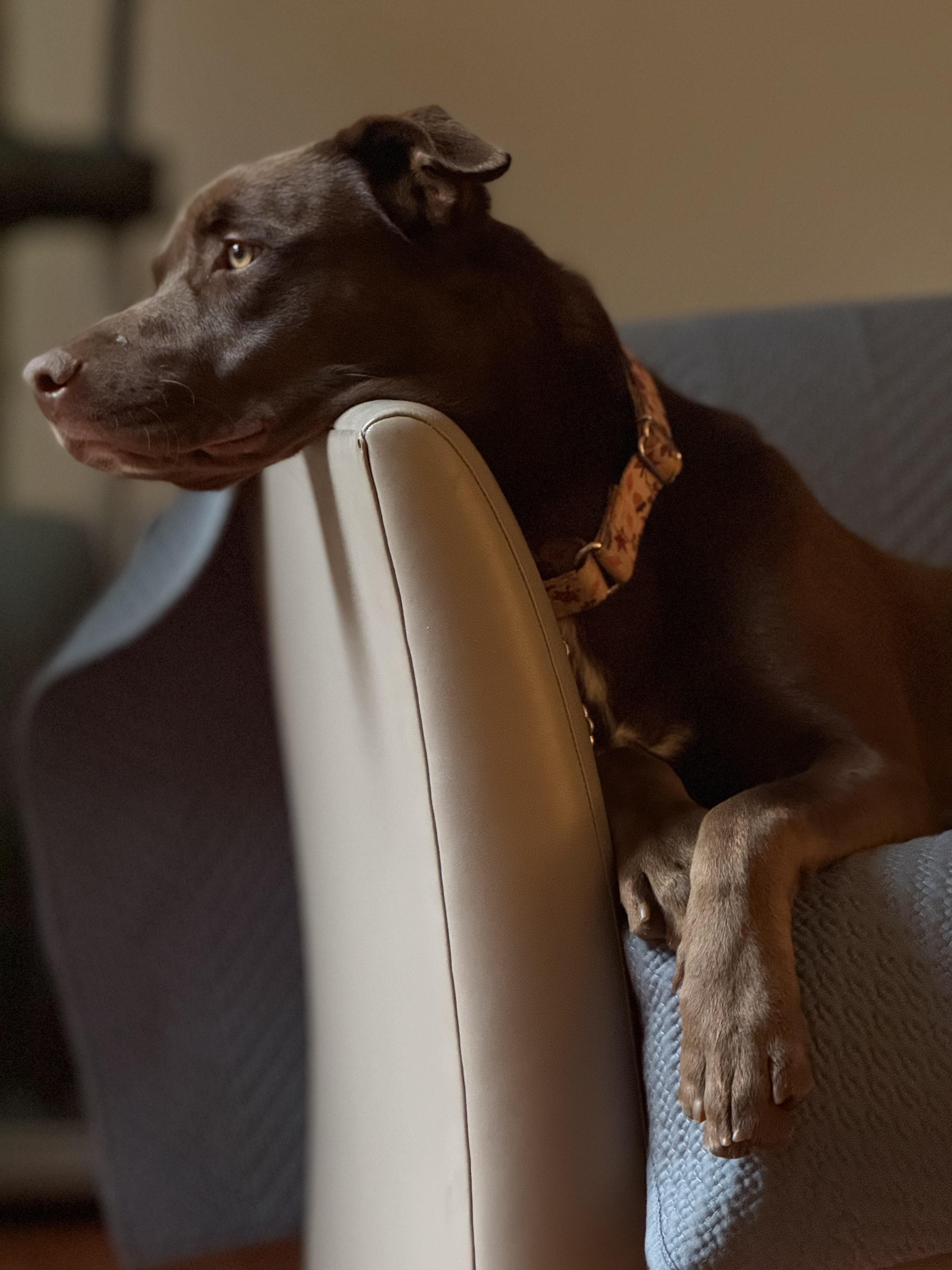 ELLIE, Adoptable, Young Female Mixed Breed.