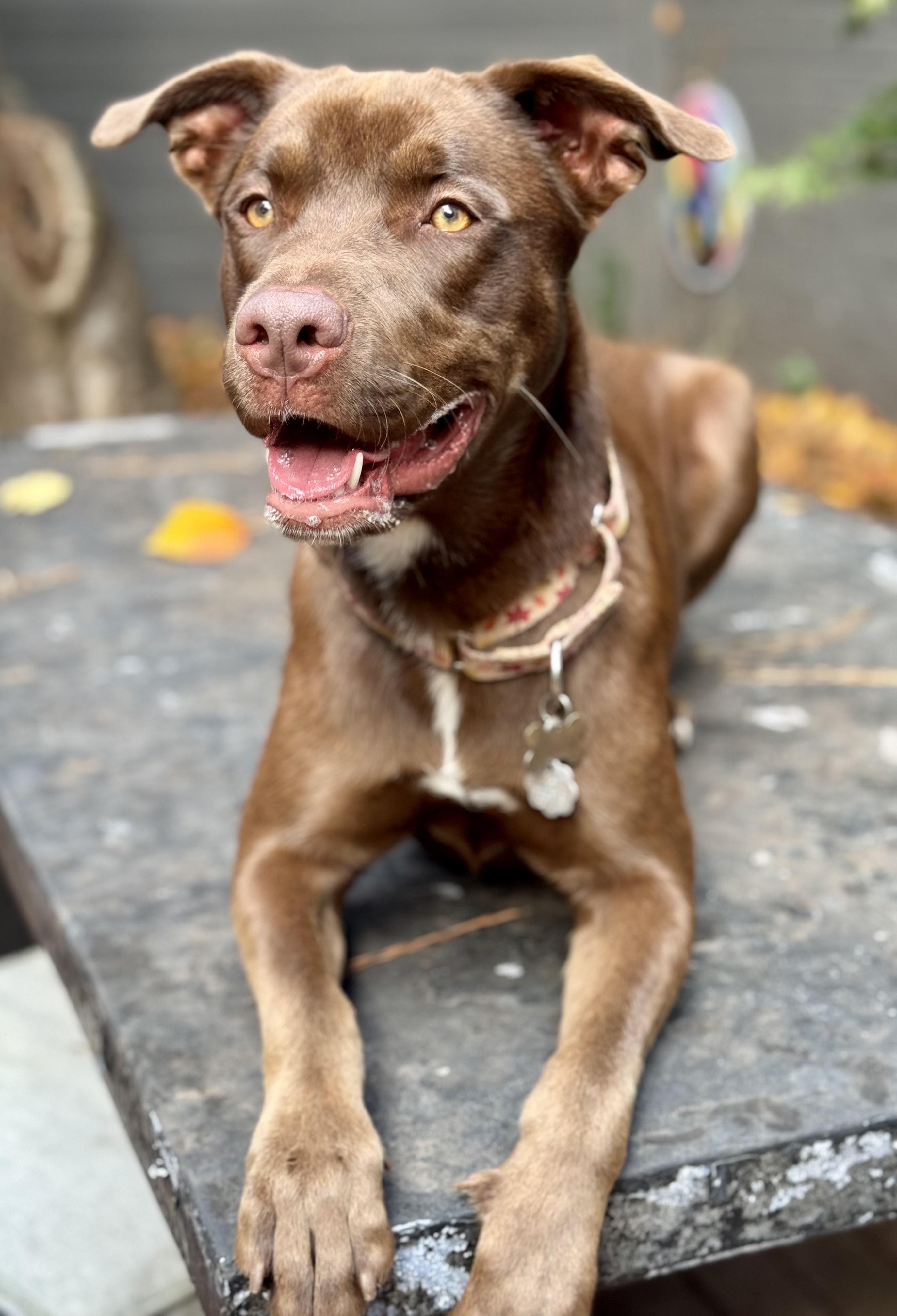 Enlarge ELLIE, a Adoptable mixed breed in Newborn, GA image 6/6