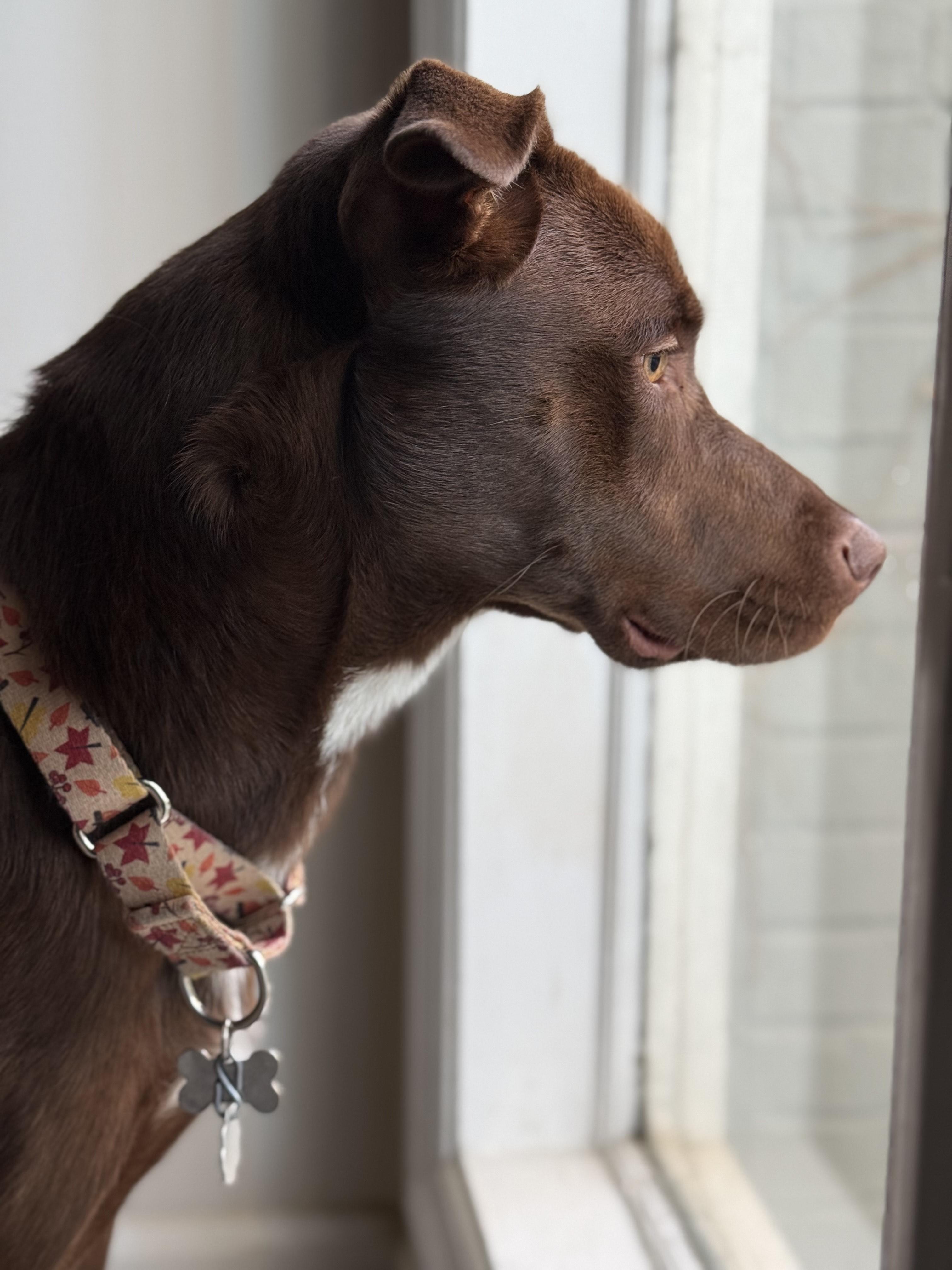 Enlarge ELLIE, a Adoptable mixed breed in Newborn, GA image 5/6