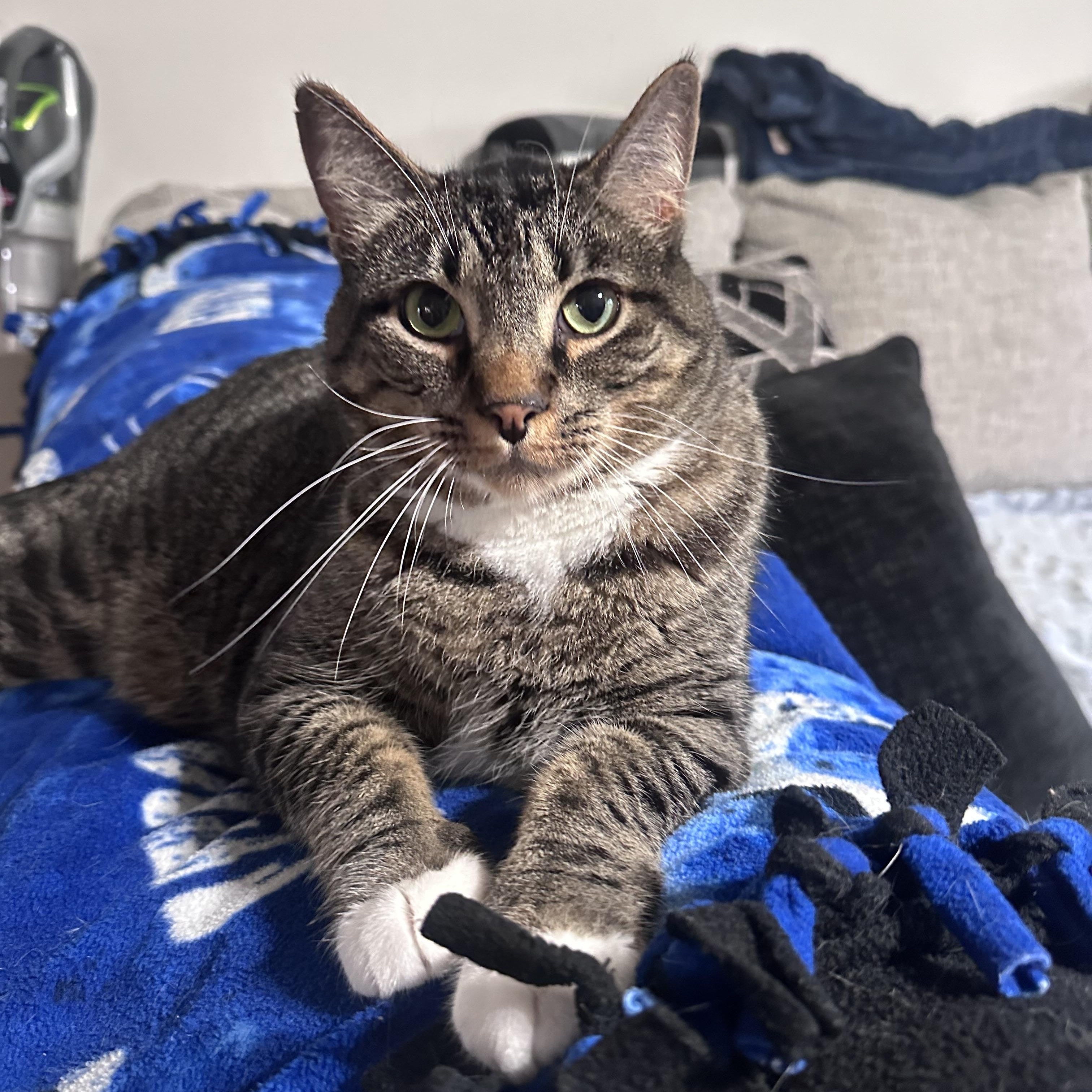 Spruce, adoptable, Adult Male Domestic Short Hair & Tabby.