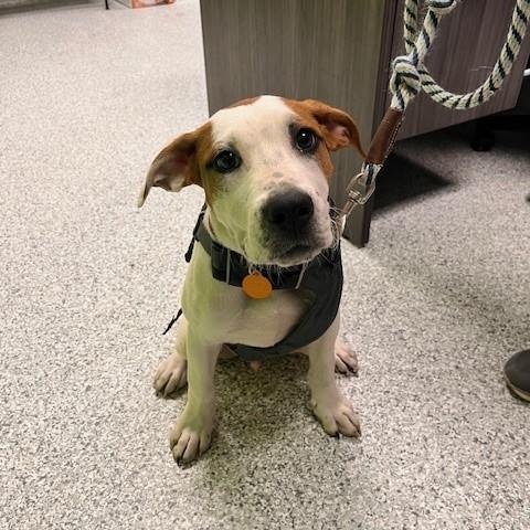Enlarge Broch, an adopted mixed breed in Tyler, TX image 4/5